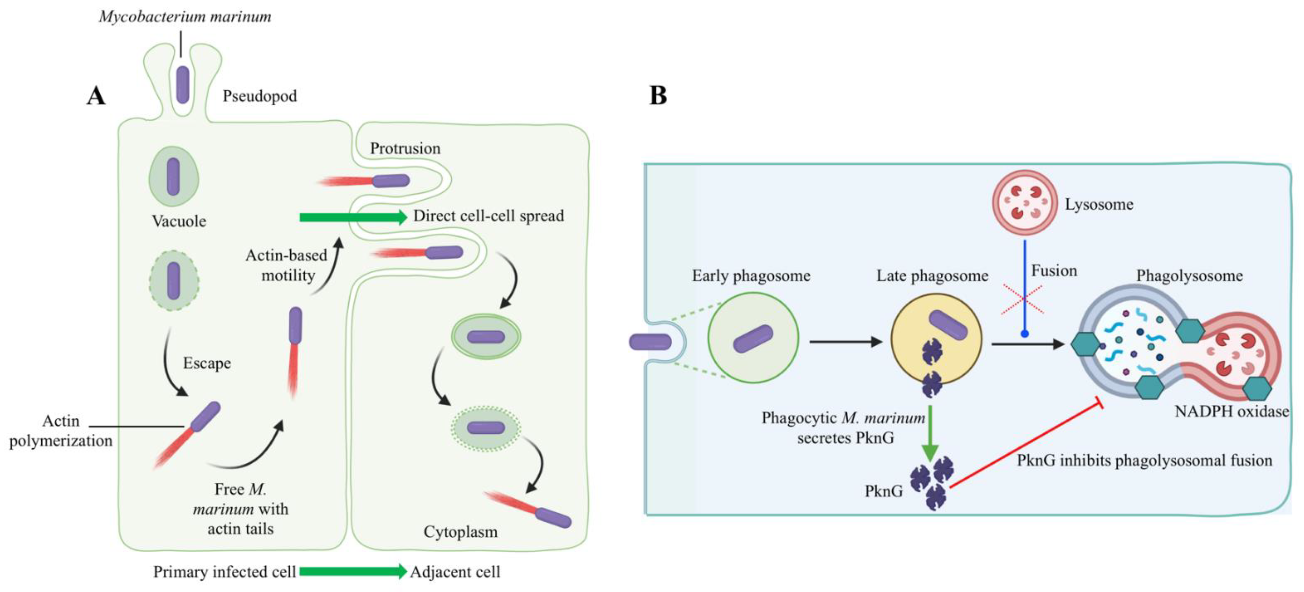 Biology 11 01316 g005 Biology 11 01316 g005