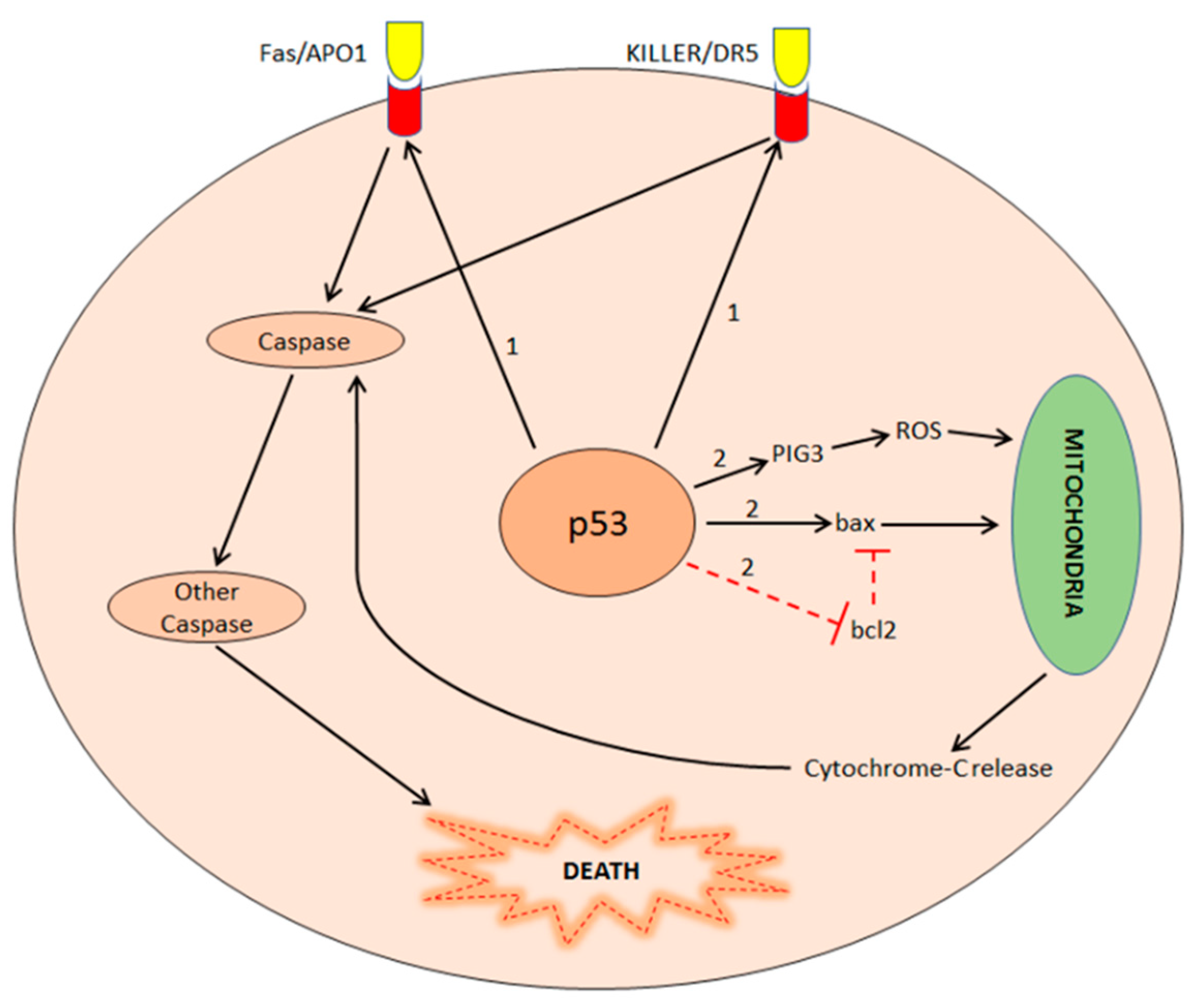 Biology 11 01325 g004
