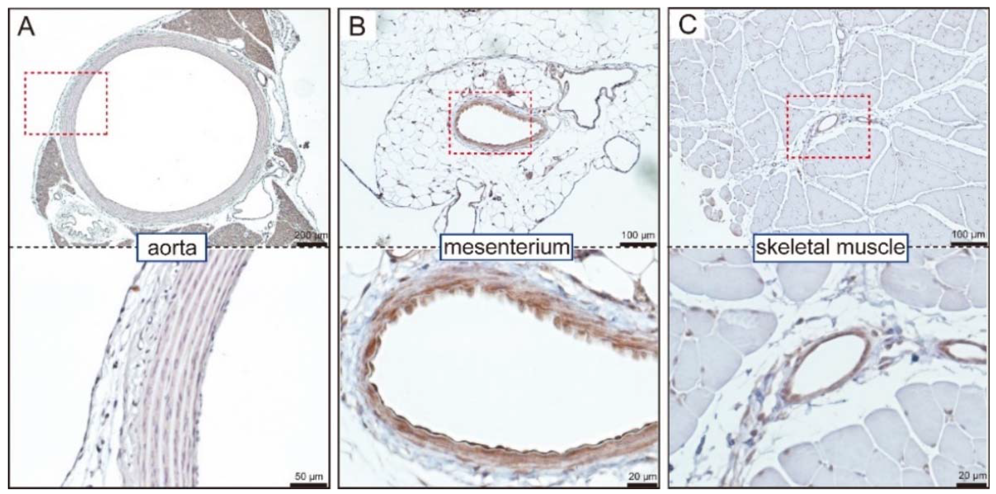 Biology 11 01351 g002