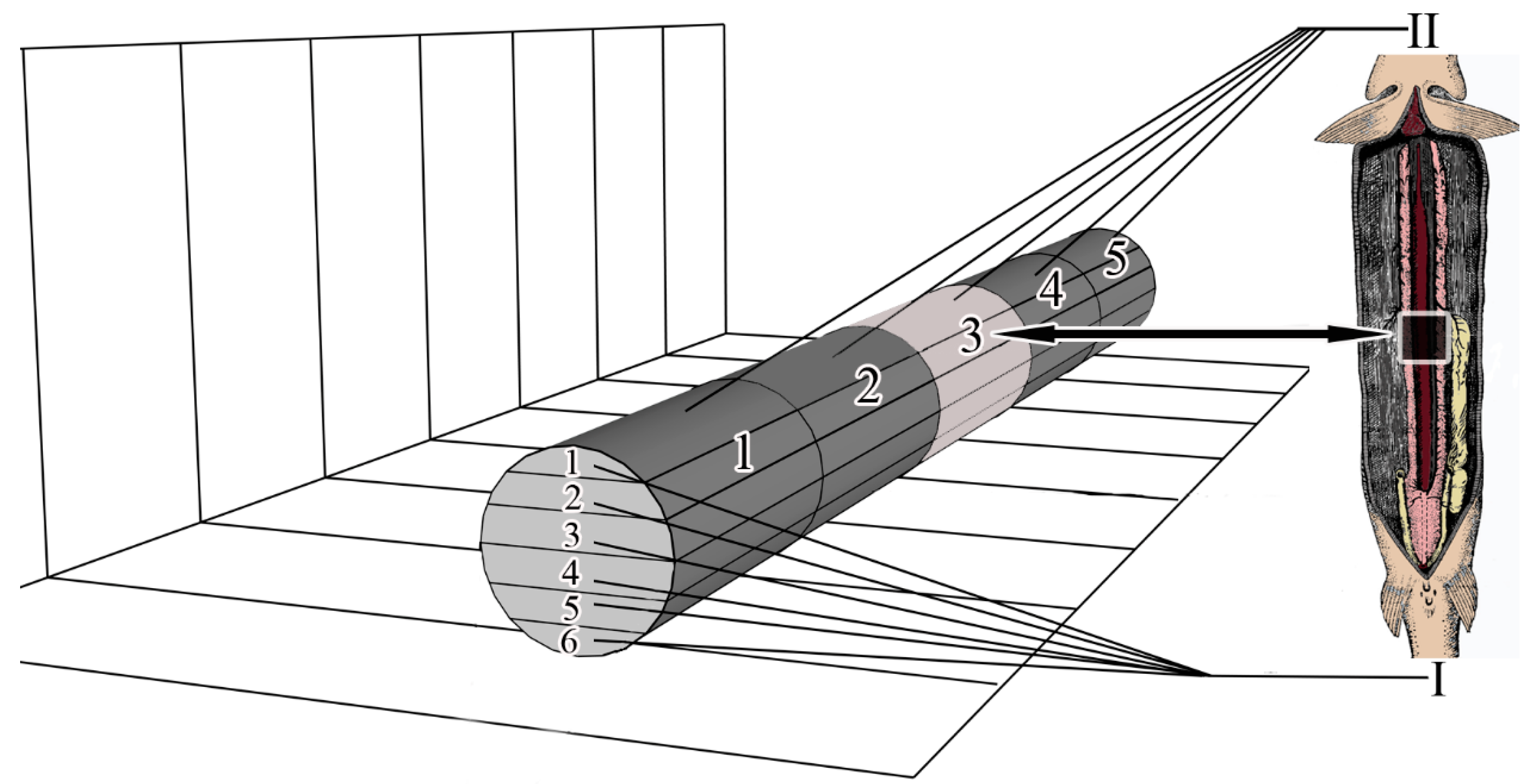 Biology 11 01374 g001