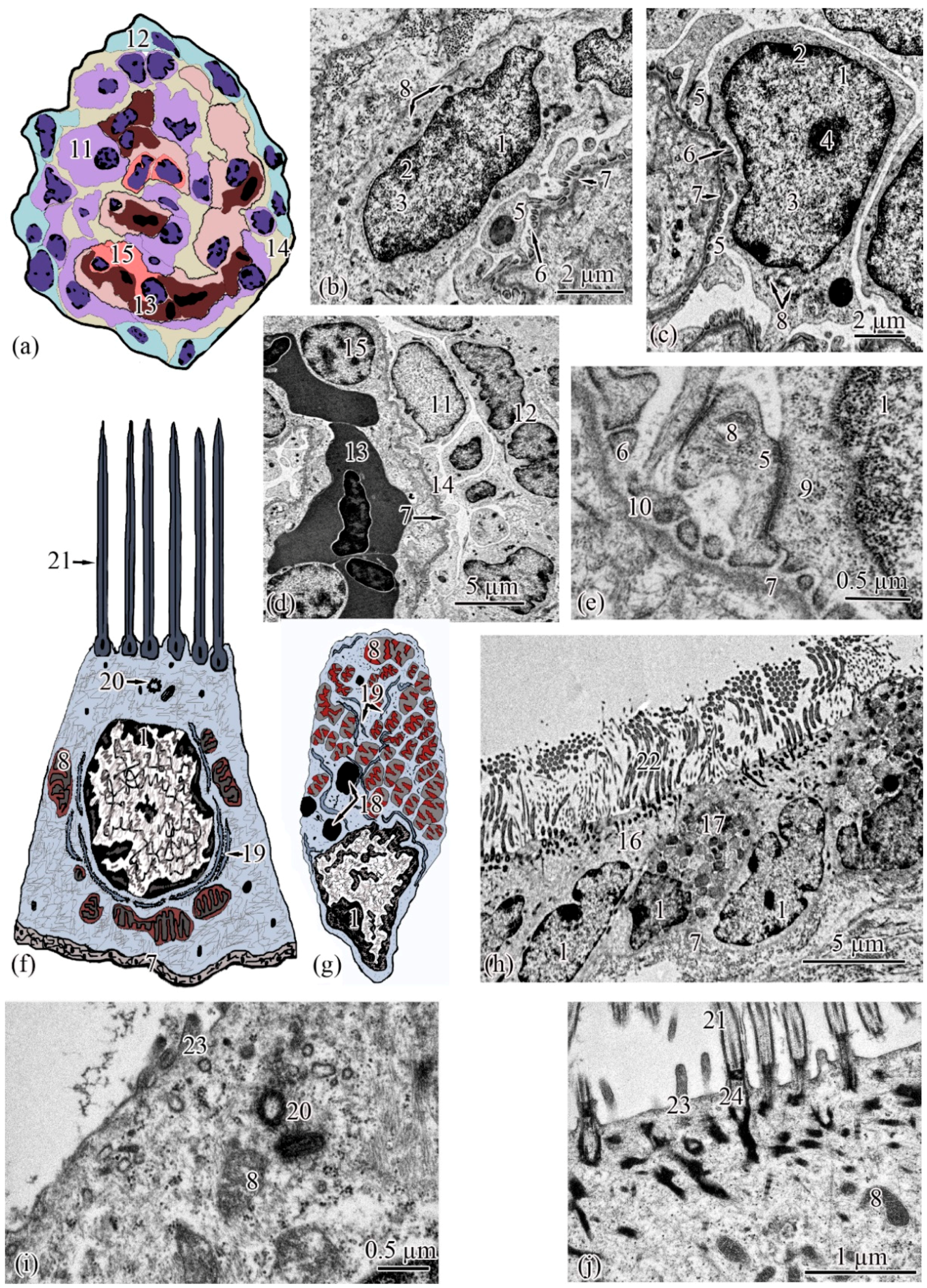 Biology 11 01374 g003