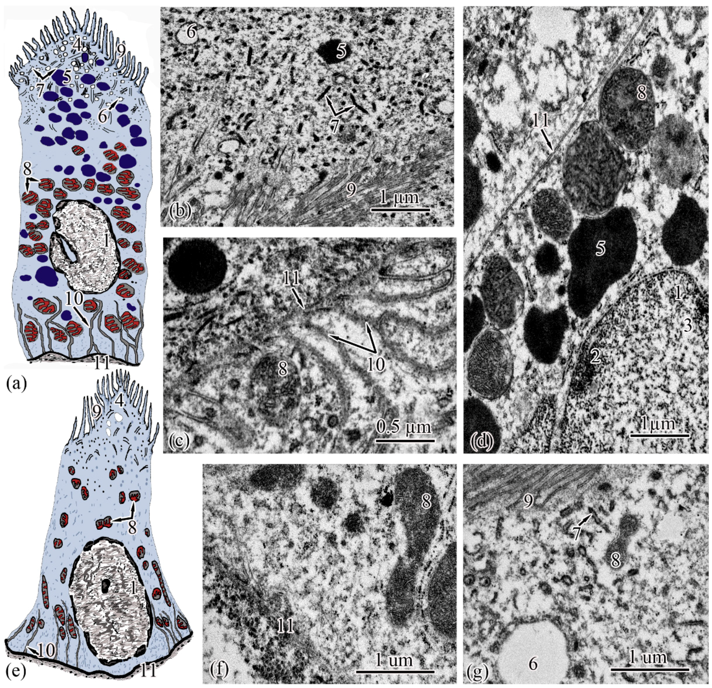 Biology 11 01374 g004