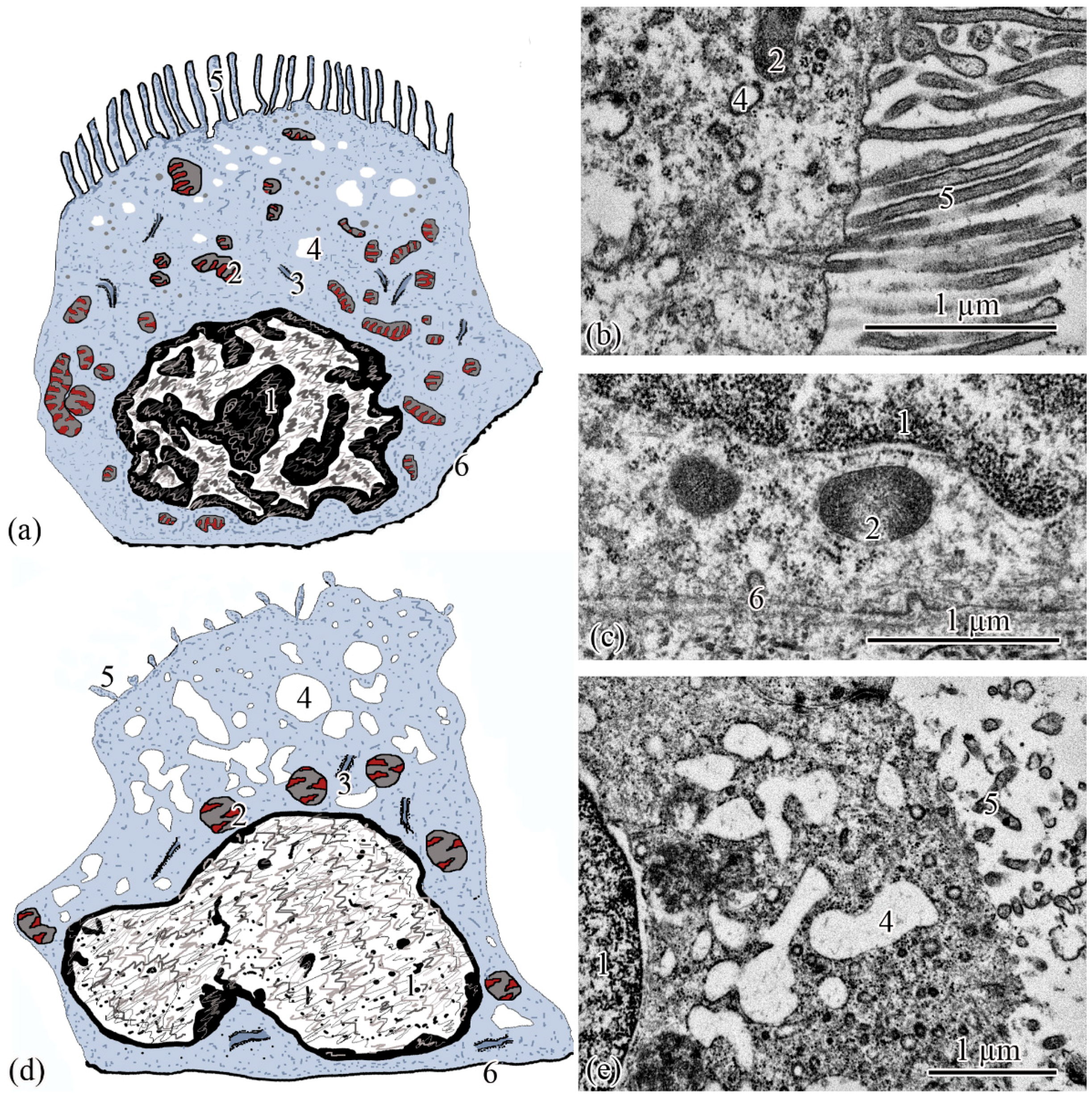 Biology 11 01374 g005