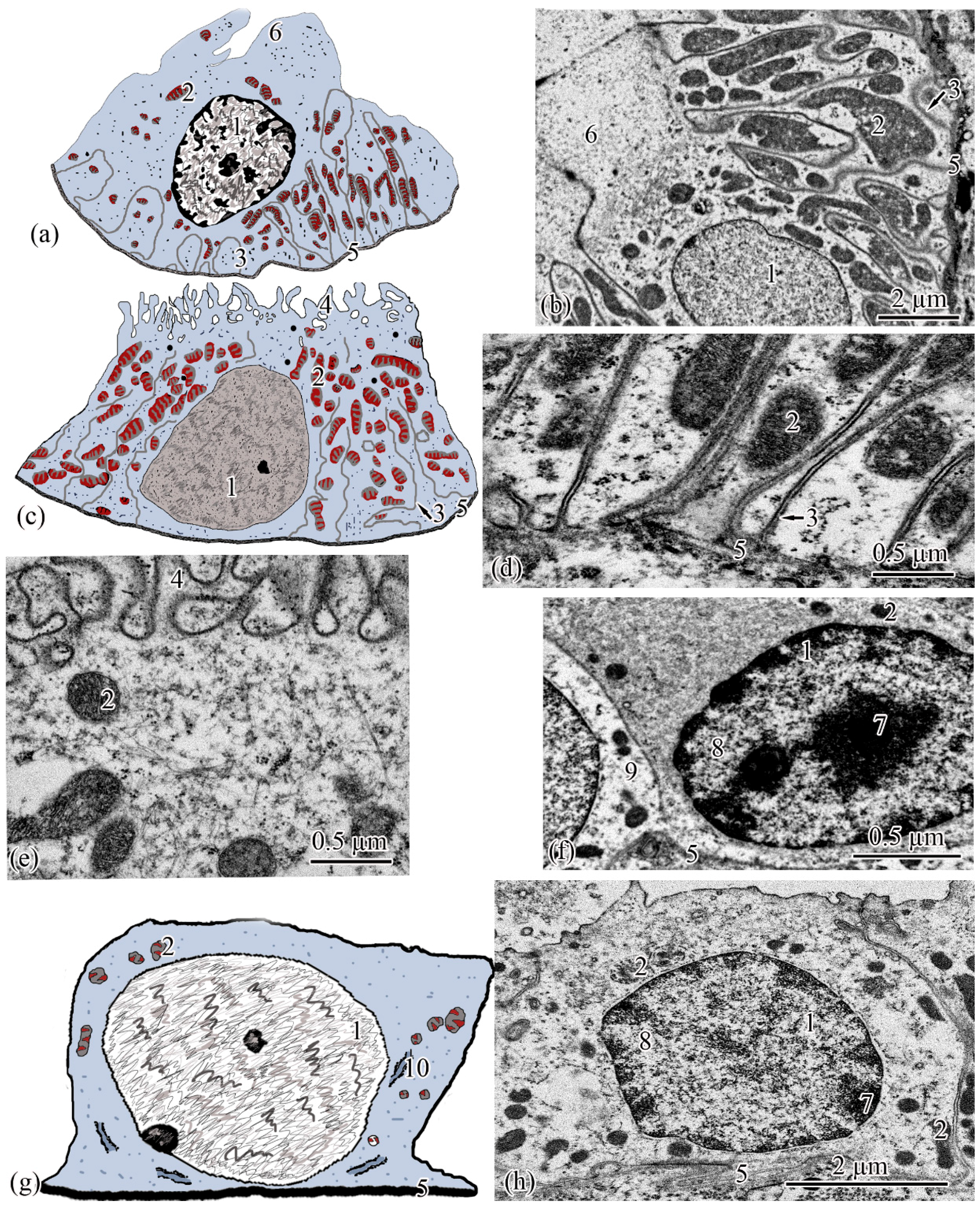 Biology 11 01374 g006