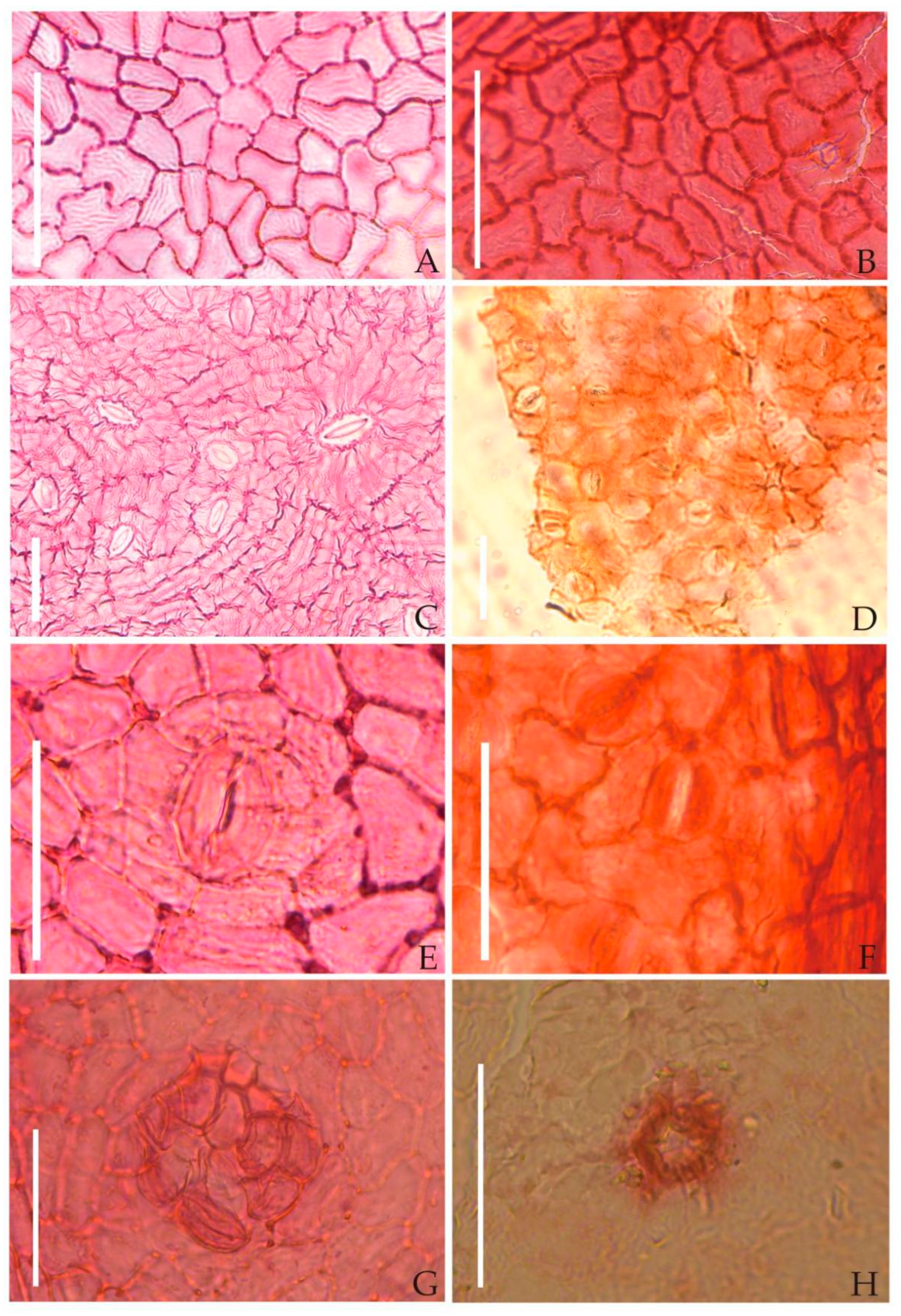 Biology 11 01399 g007 Biology 11 01399 g007
