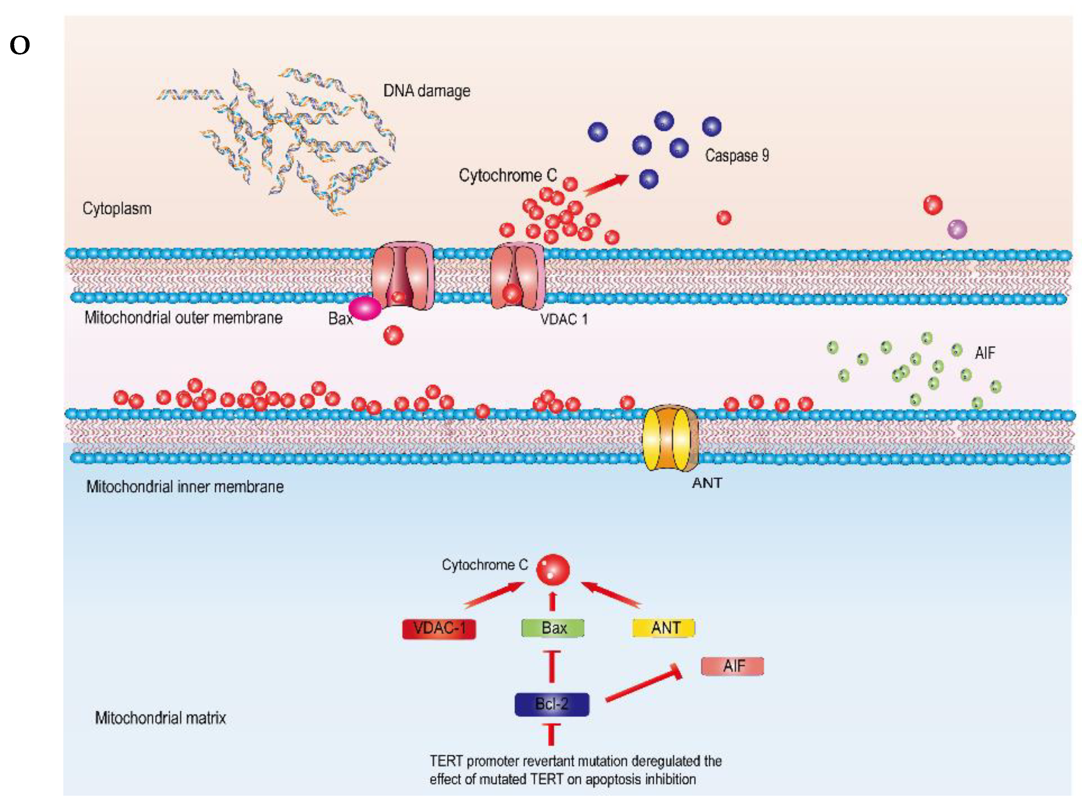 Biology 11 01400 g002