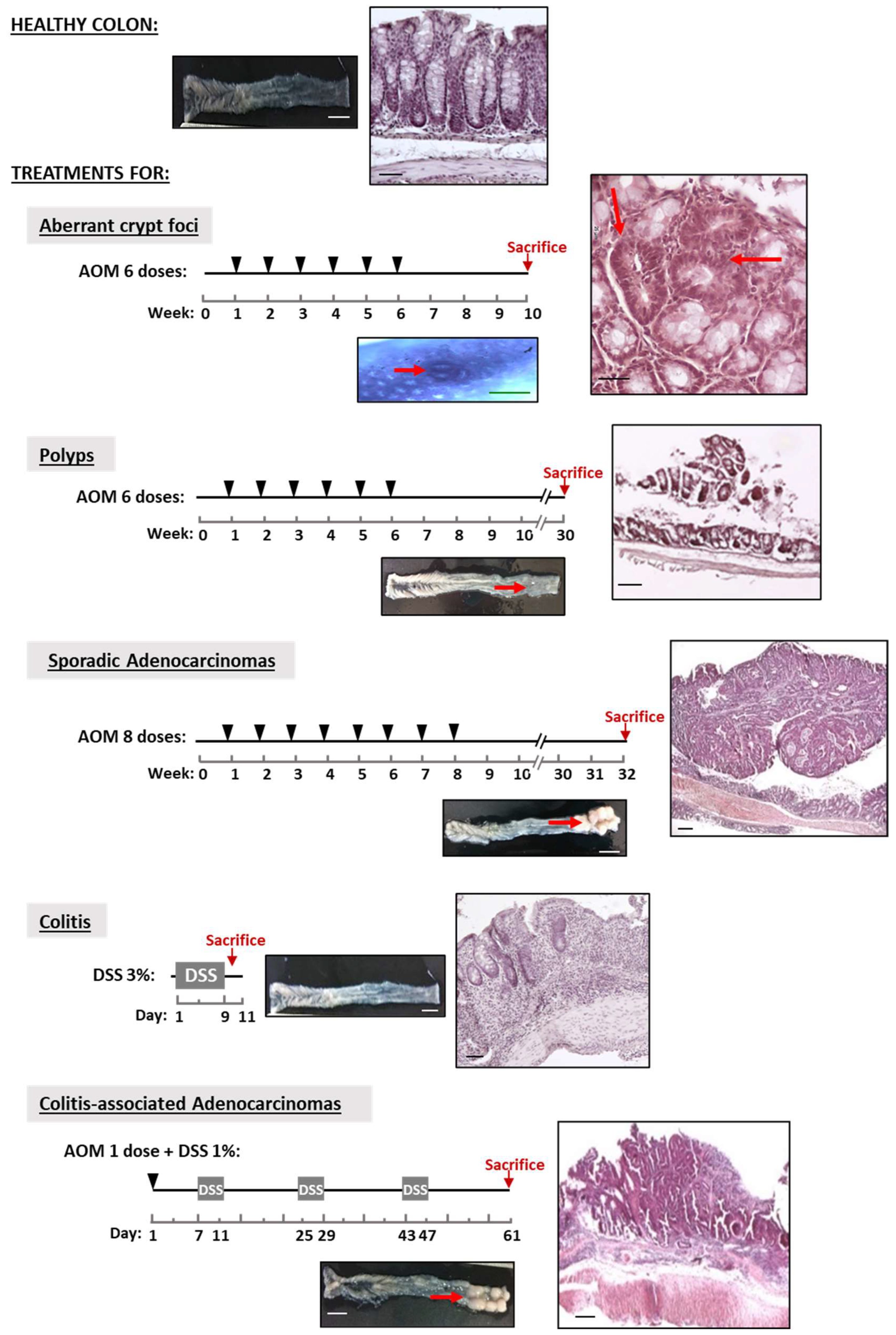 Biology 11 01406 g001 Biology 11 01406 g001