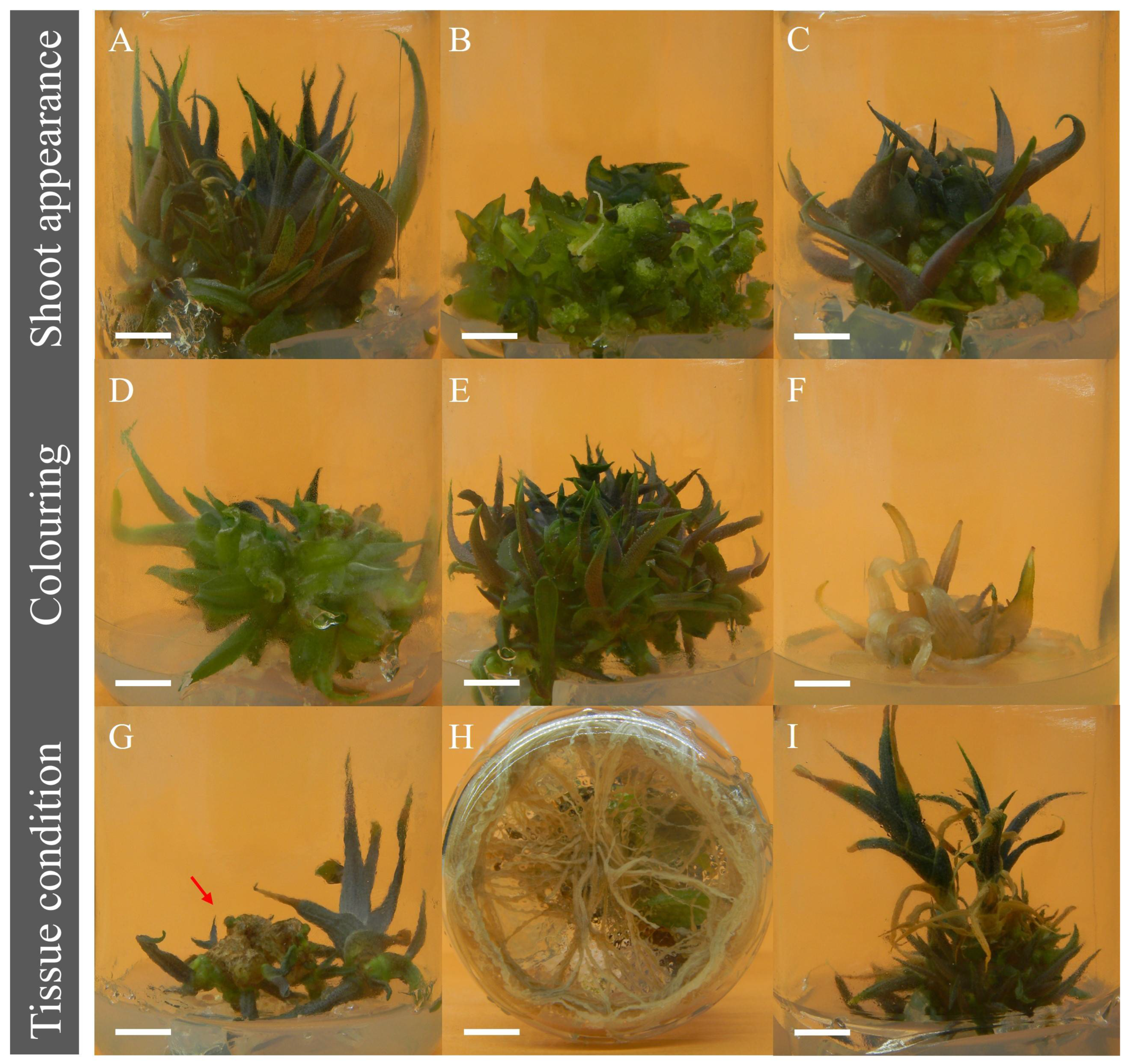 Biology 11 01423 g002