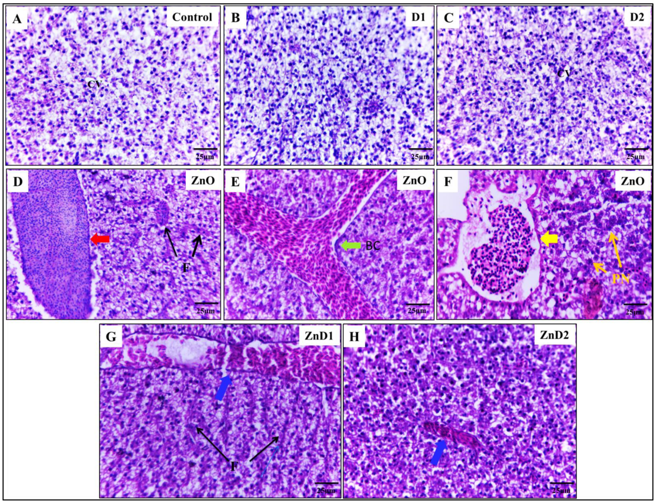 Biology 11 01447 g004 Biology 11 01447 g004