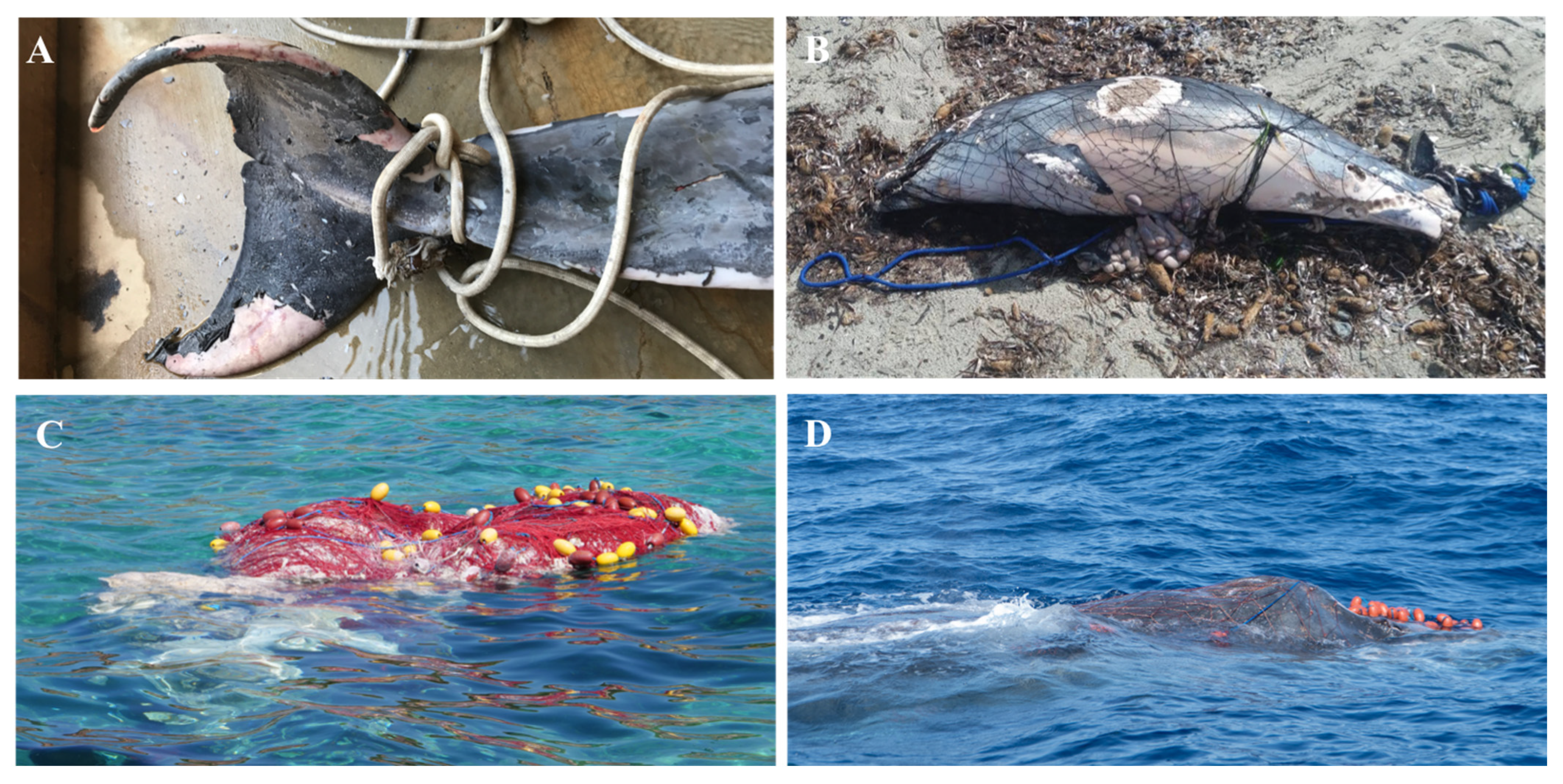 Biology 11 01468 g003