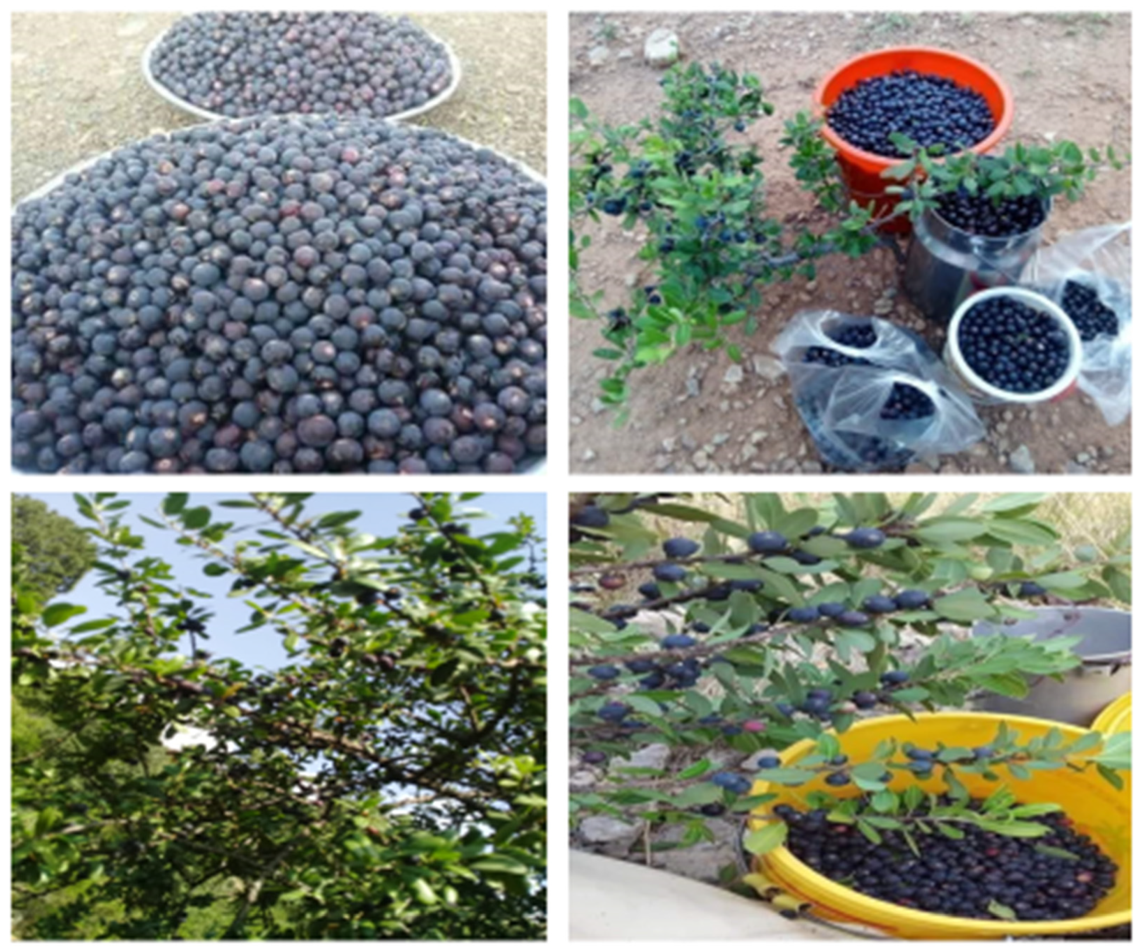 Biology 11 01469 g009