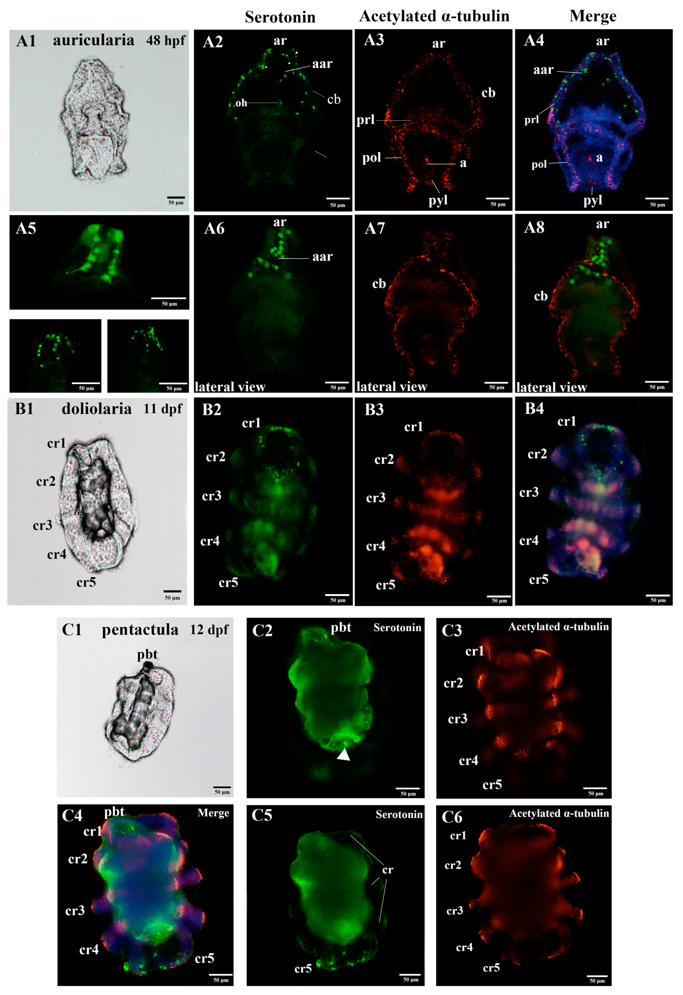 Biology 11 01538 g002