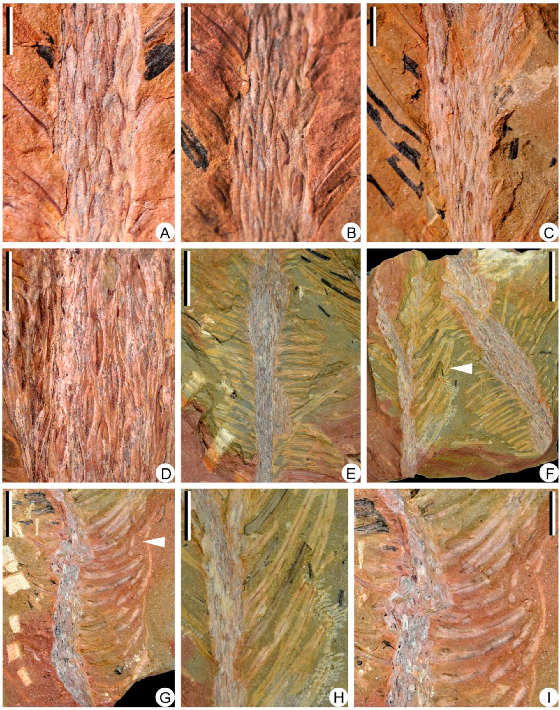 Biology 11 01544 g004