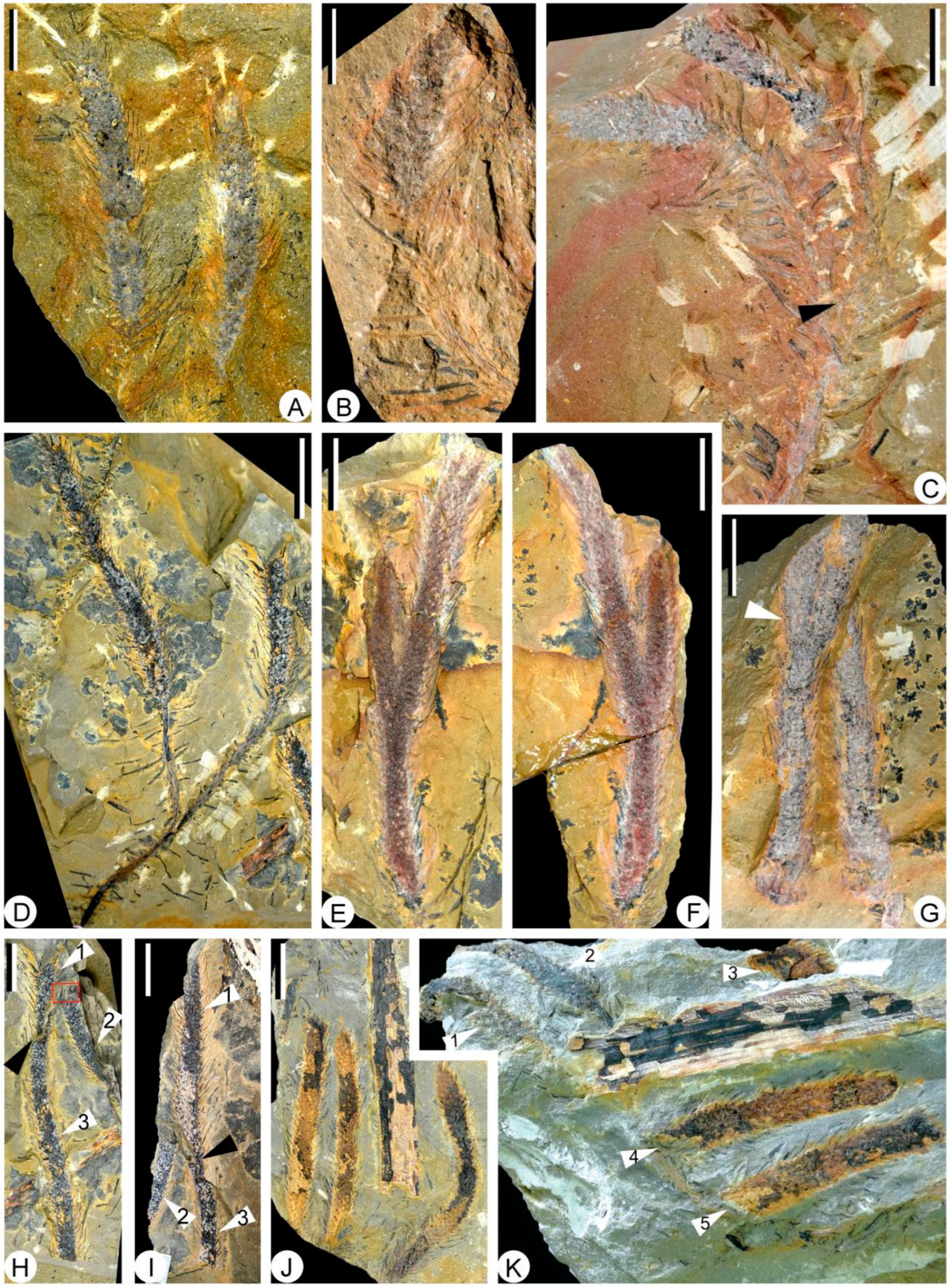 Biology 11 01544 g005