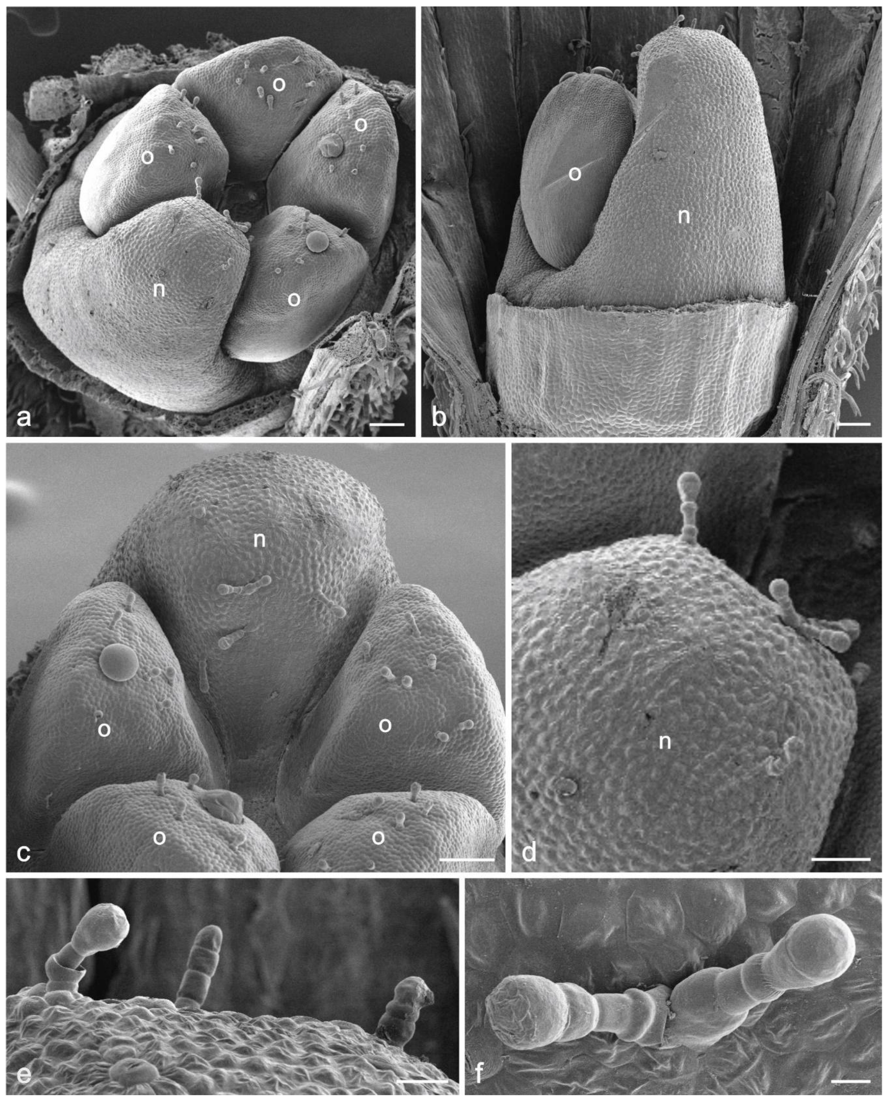 Nectar Particles Html Does the Floral Nectary in Dracocephalum moldavica L. Produce Nectar ...