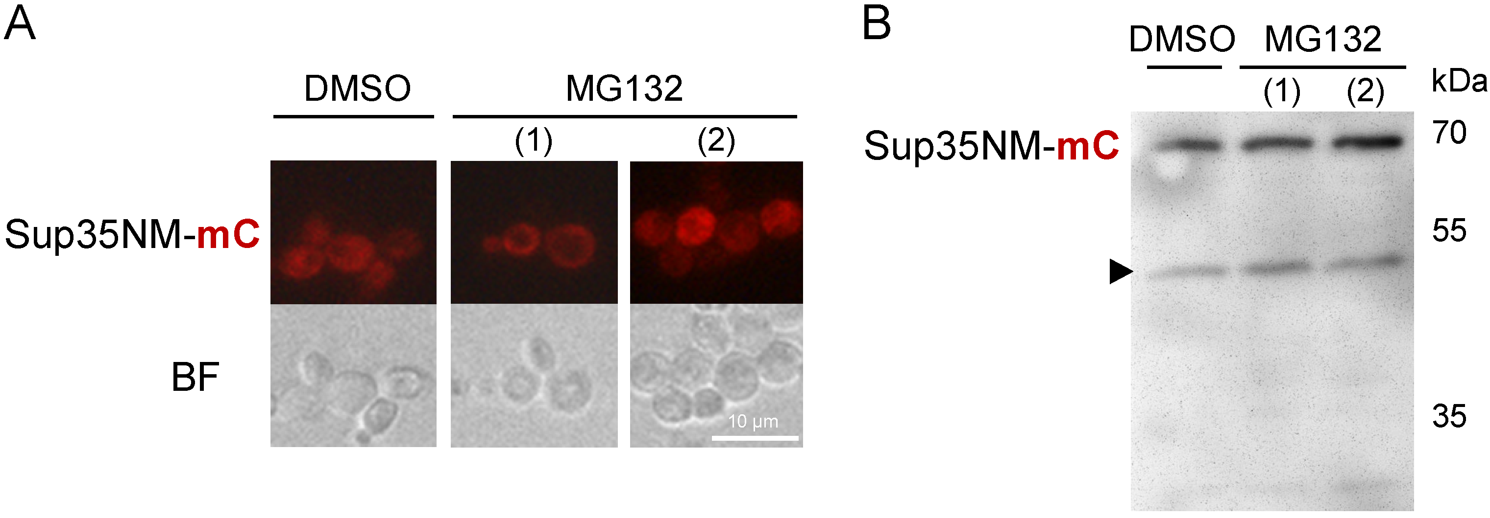 Biology 11 01688 g006