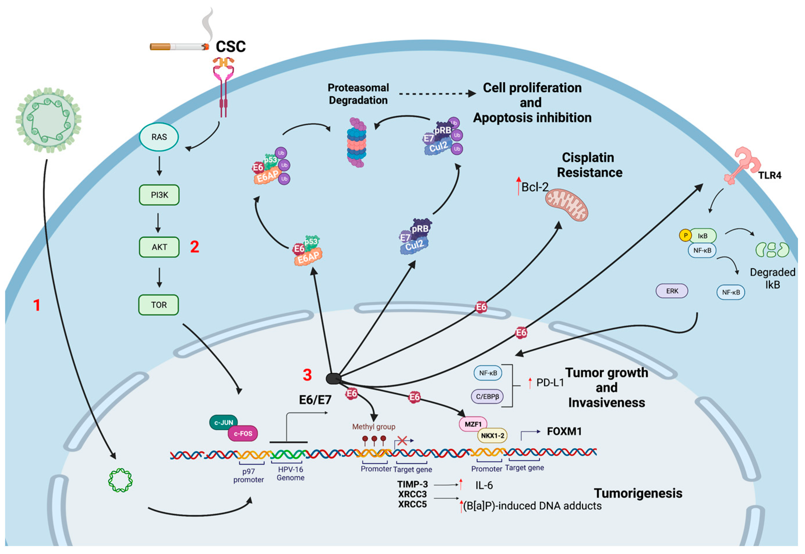 Biology 11 01691 g002 Biology 11 01691 g002