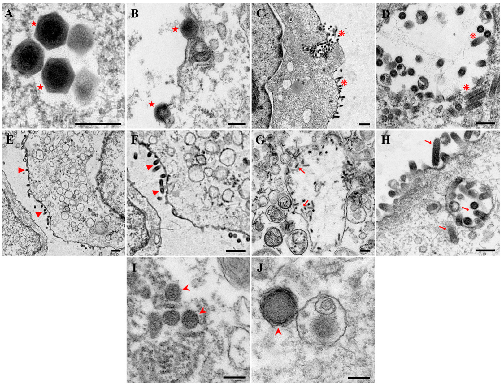 Biology 11 01697 g008 Biology 11 01697 g008