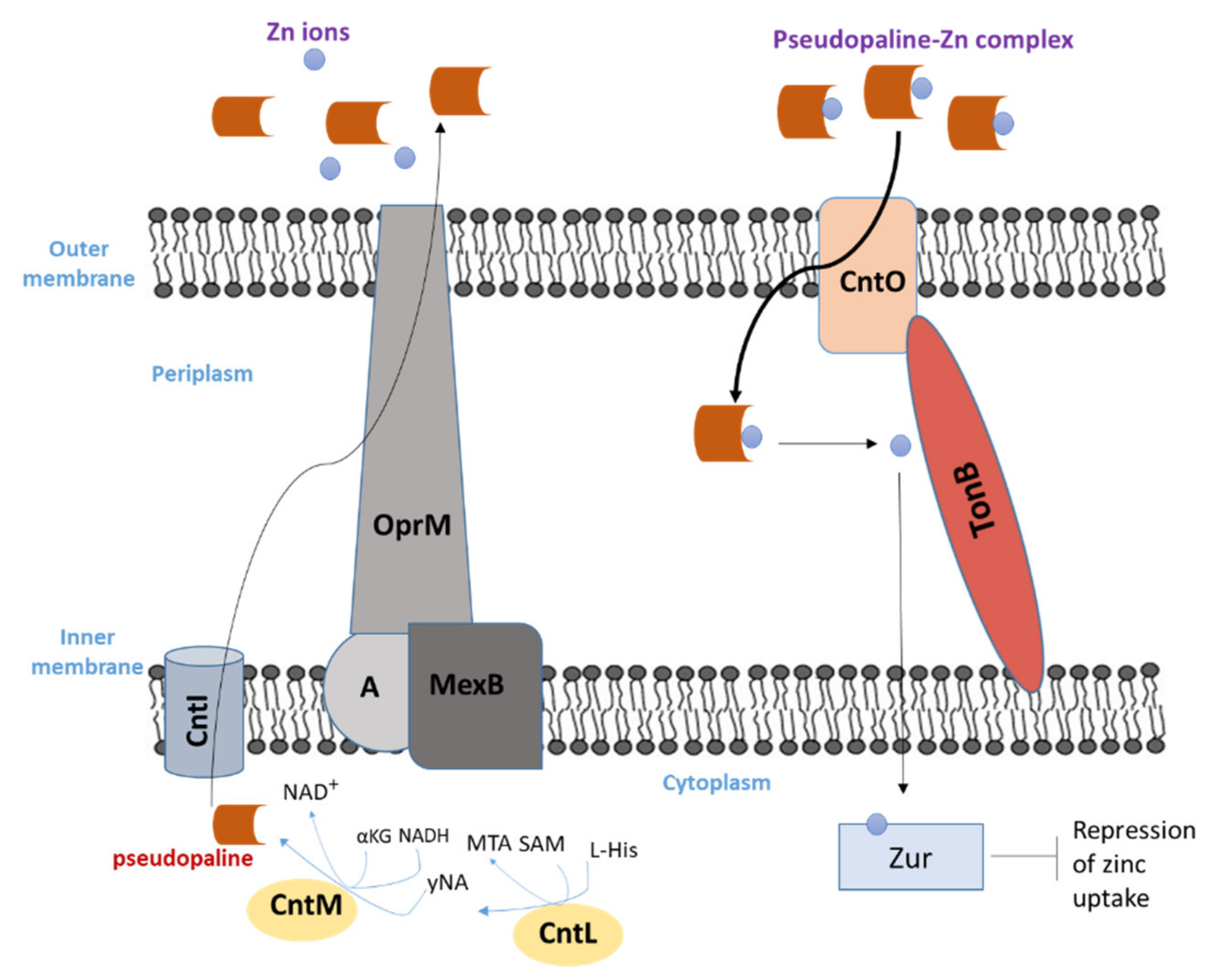 A Review of Pseudomonas aeruginosa Metallophores: Pyoverdine, Pyochelin ...