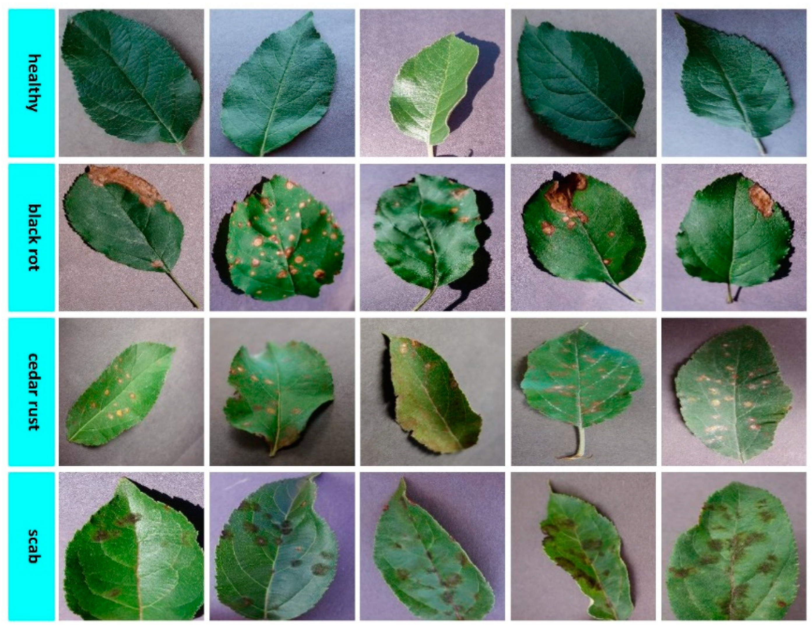 Biology 11 01732 g003