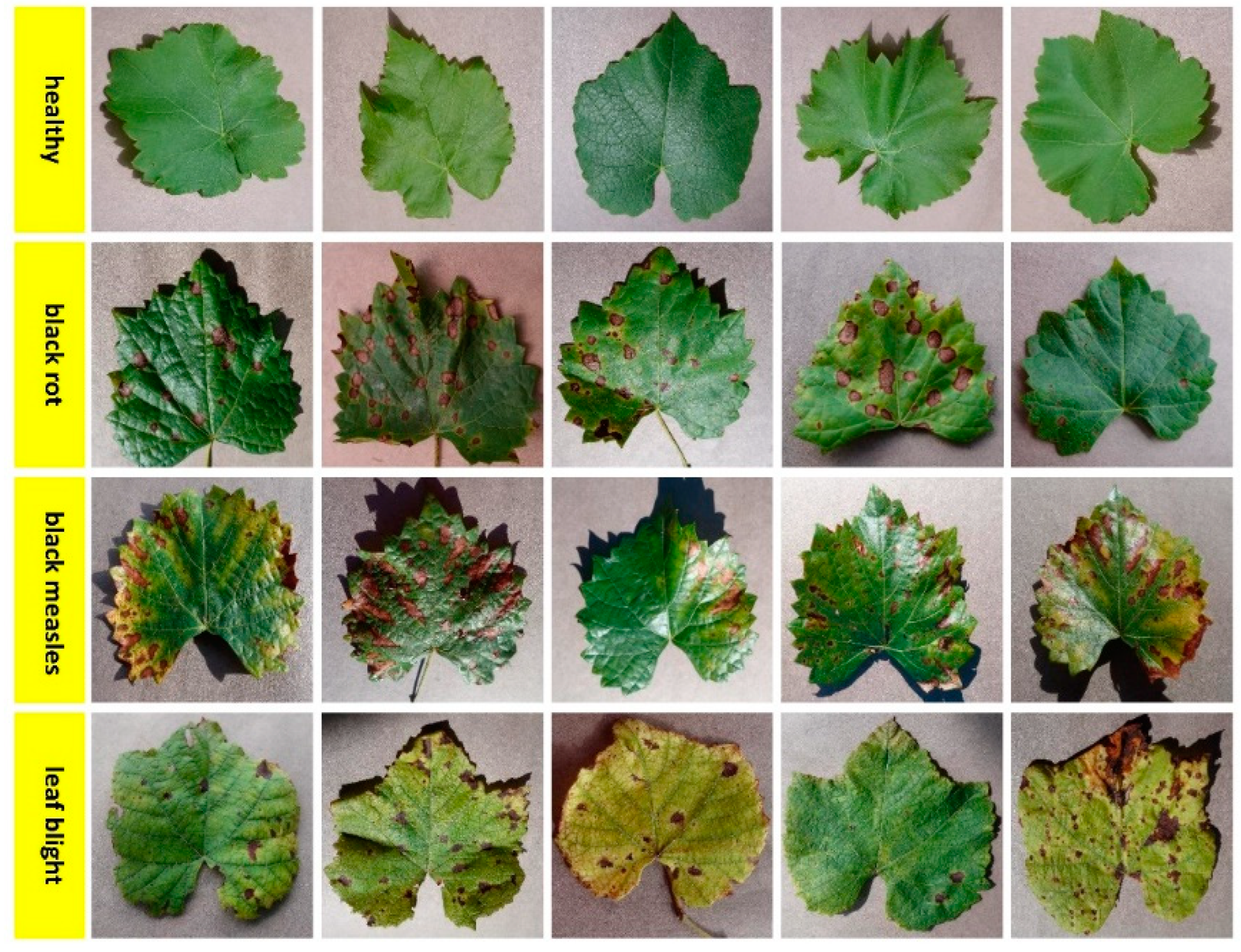 Biology 11 01732 g004