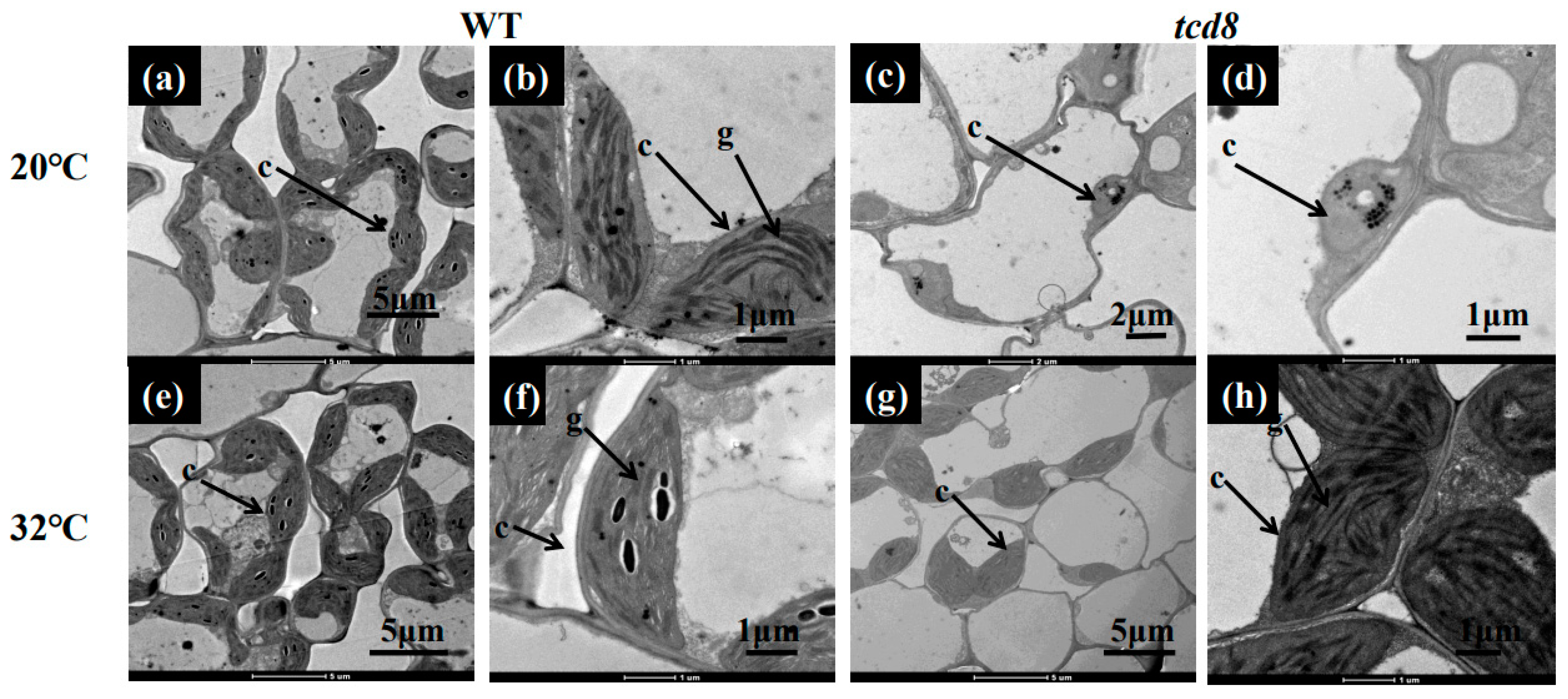 Biology 11 01738 g002