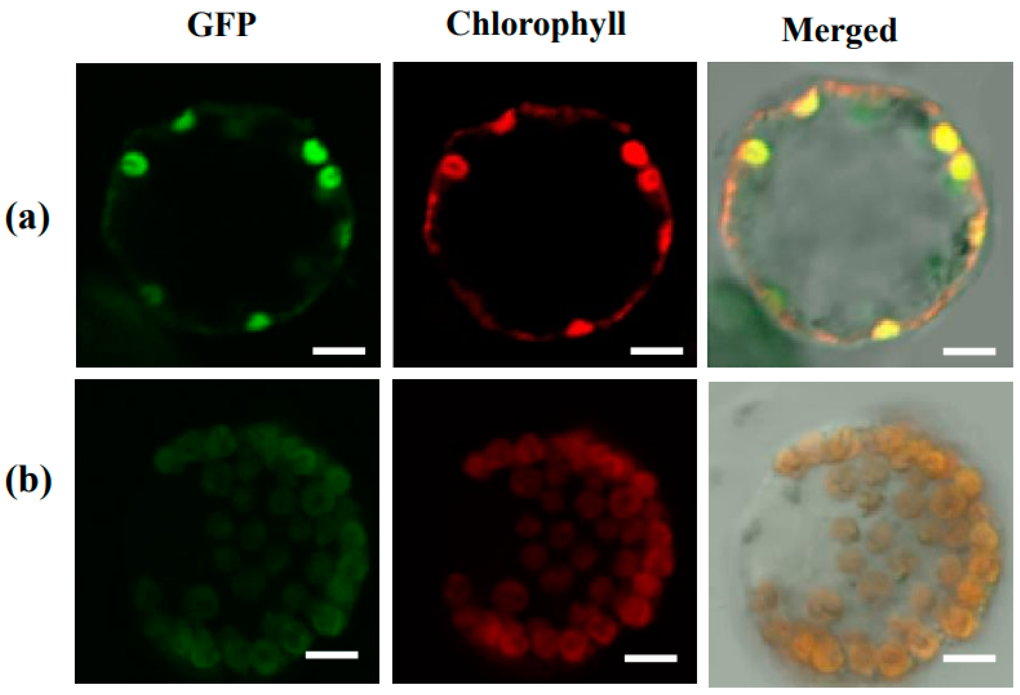 Biology 11 01738 g004