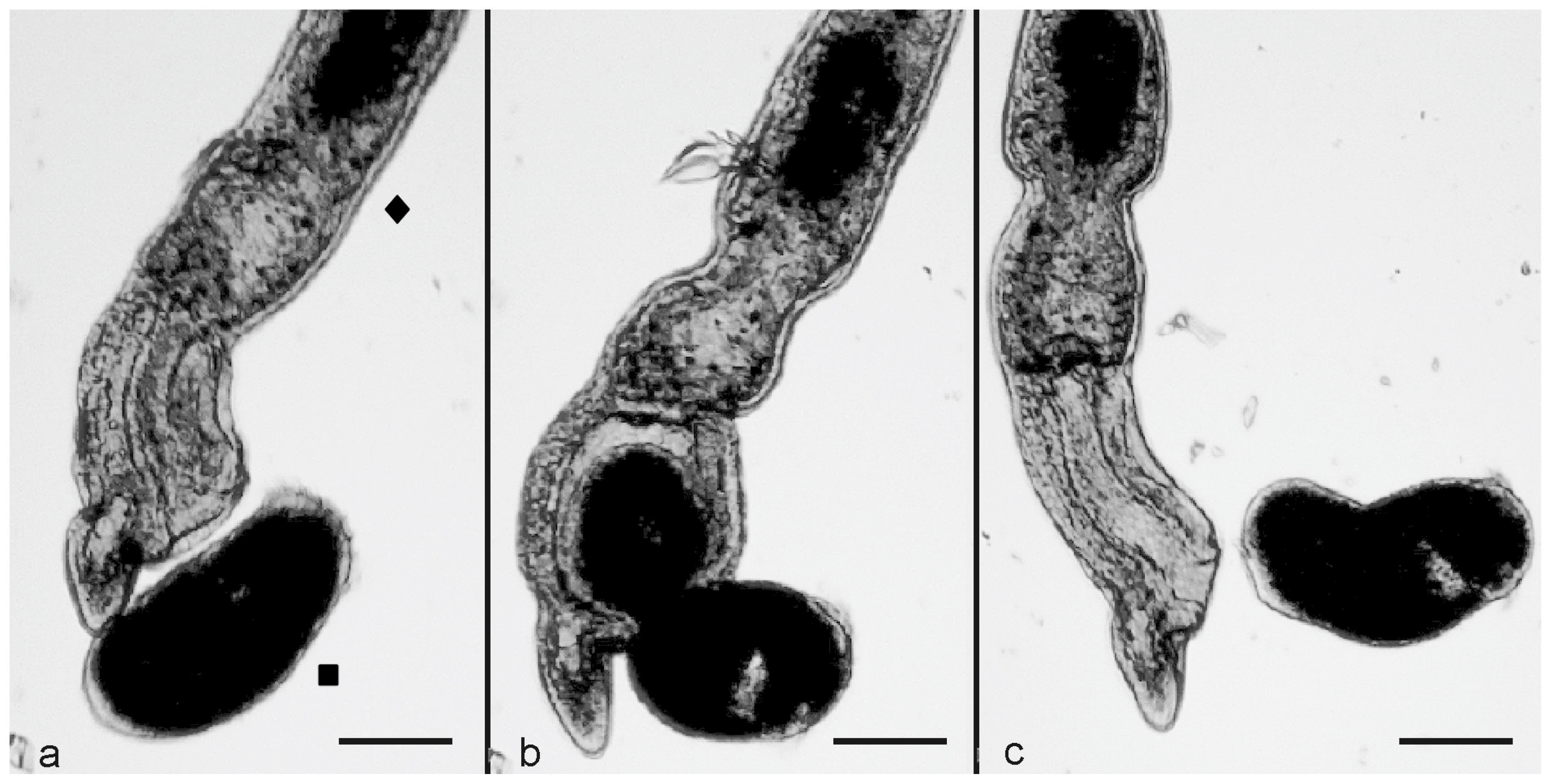 Biology 11 01749 g004