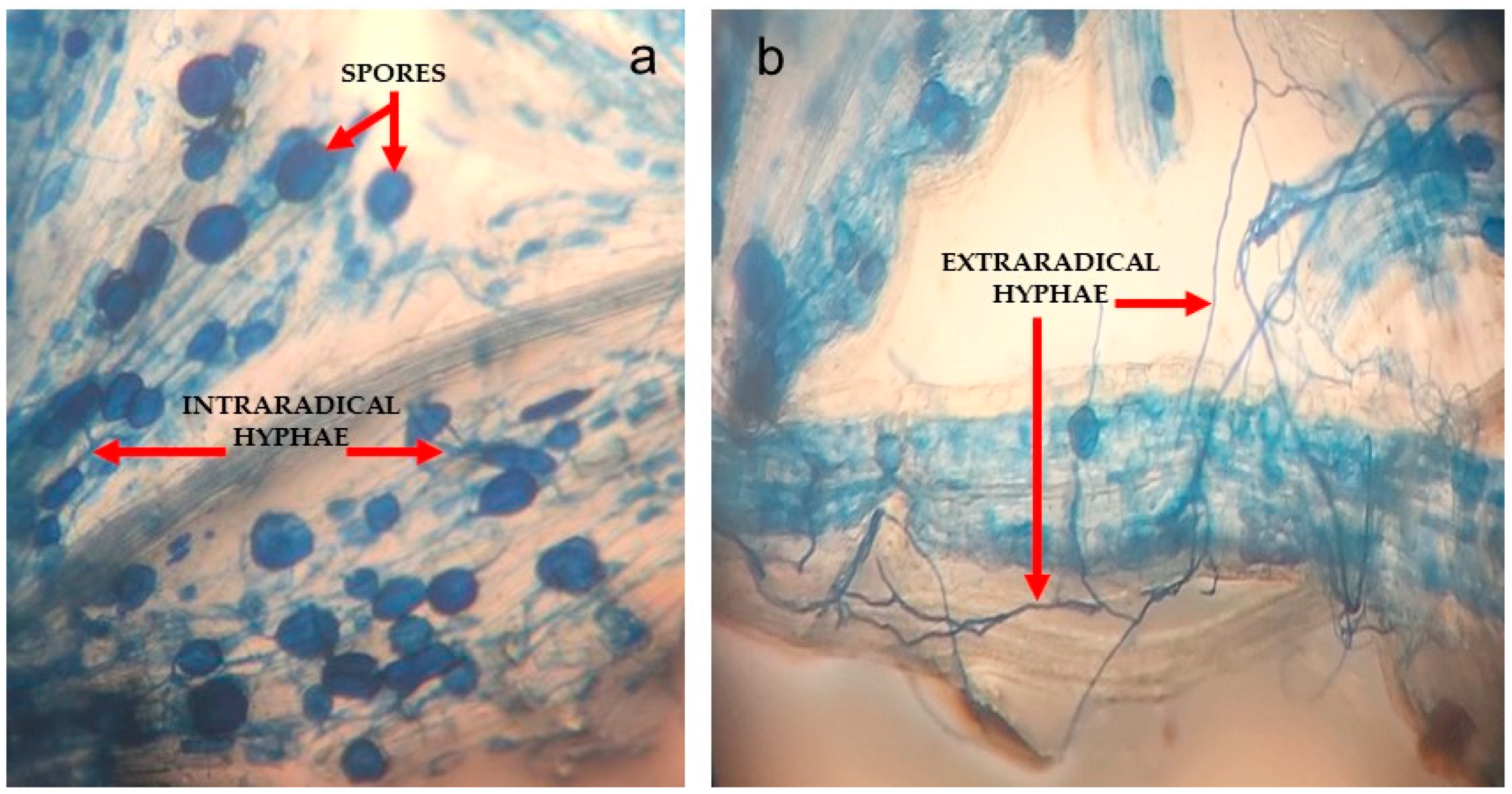 Biology 11 01757 g003