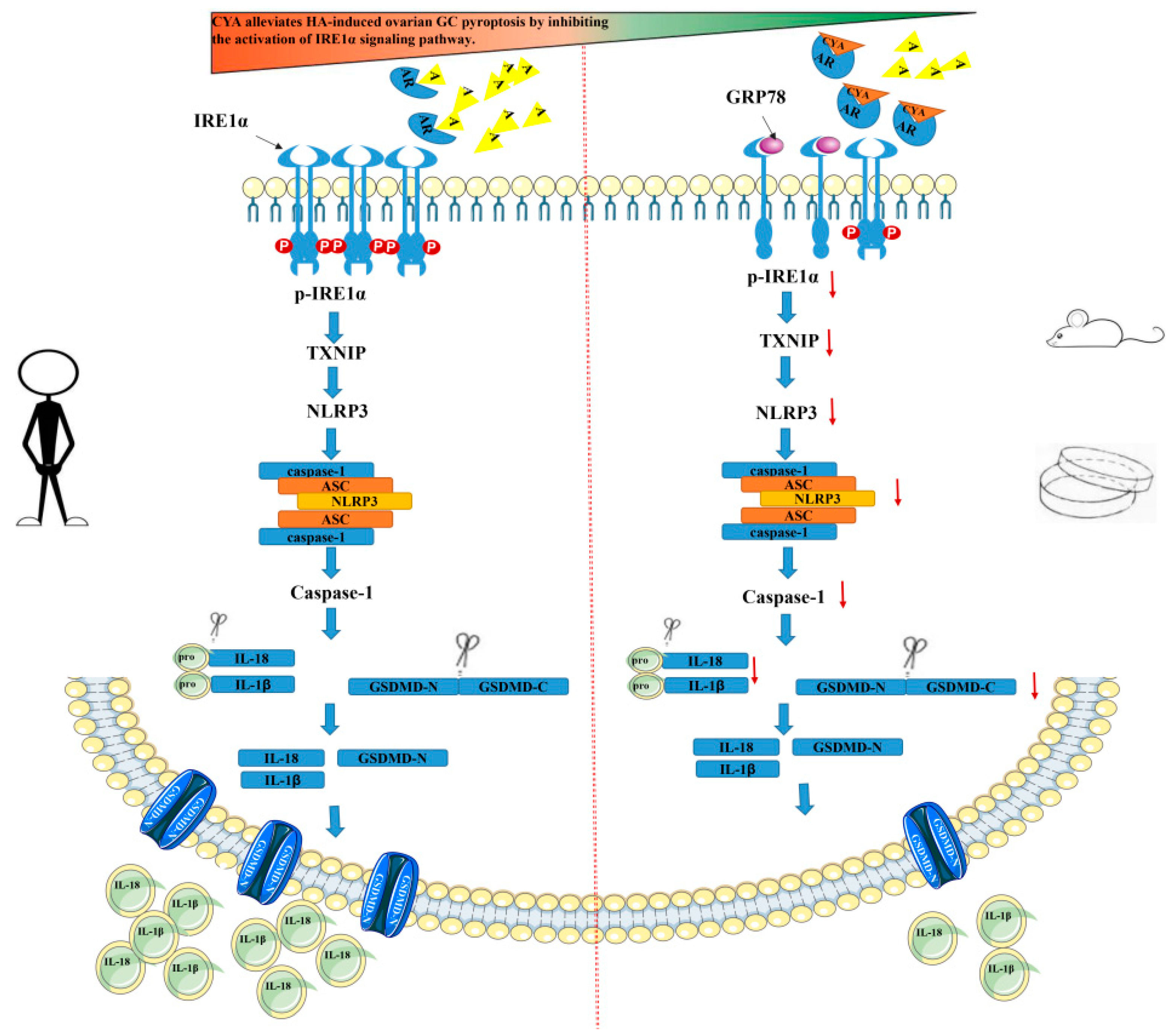 Biology 11 01761 g007