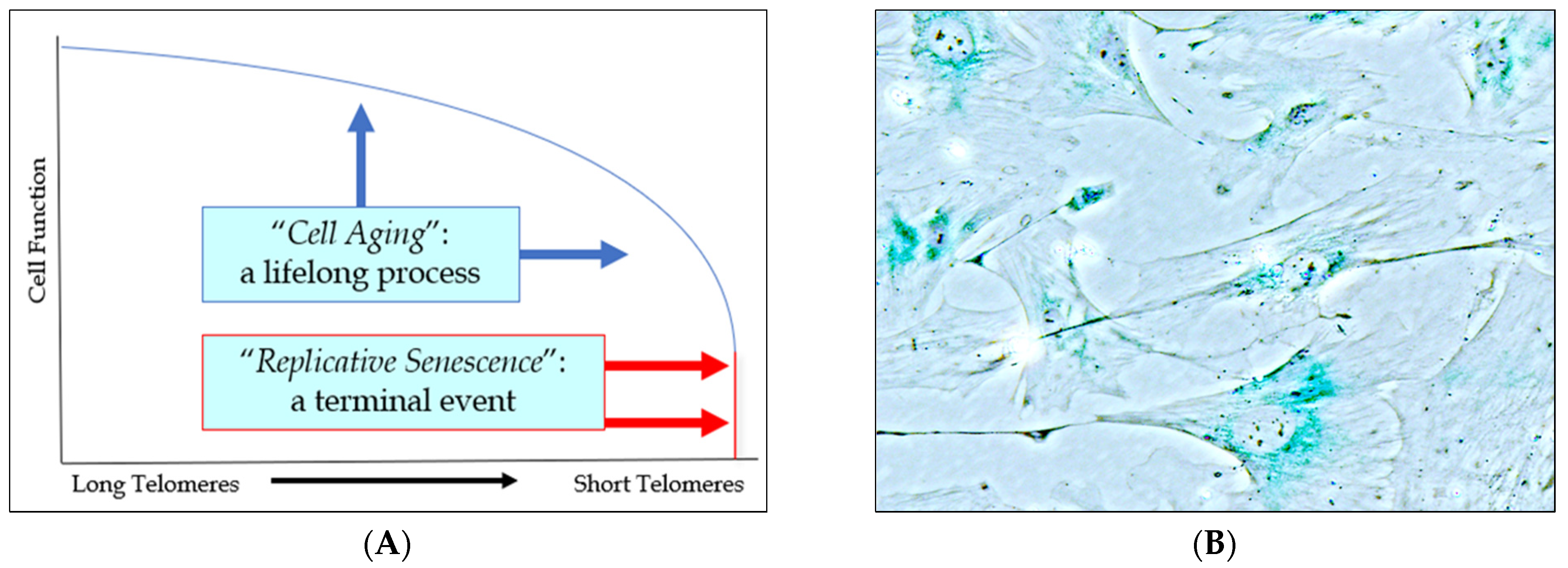 Biology 11 01768 g001