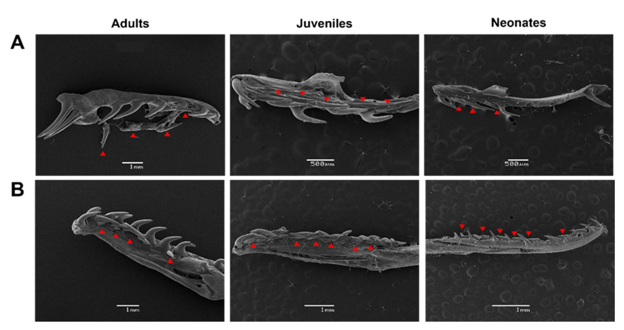 Biology 11 01788 g006