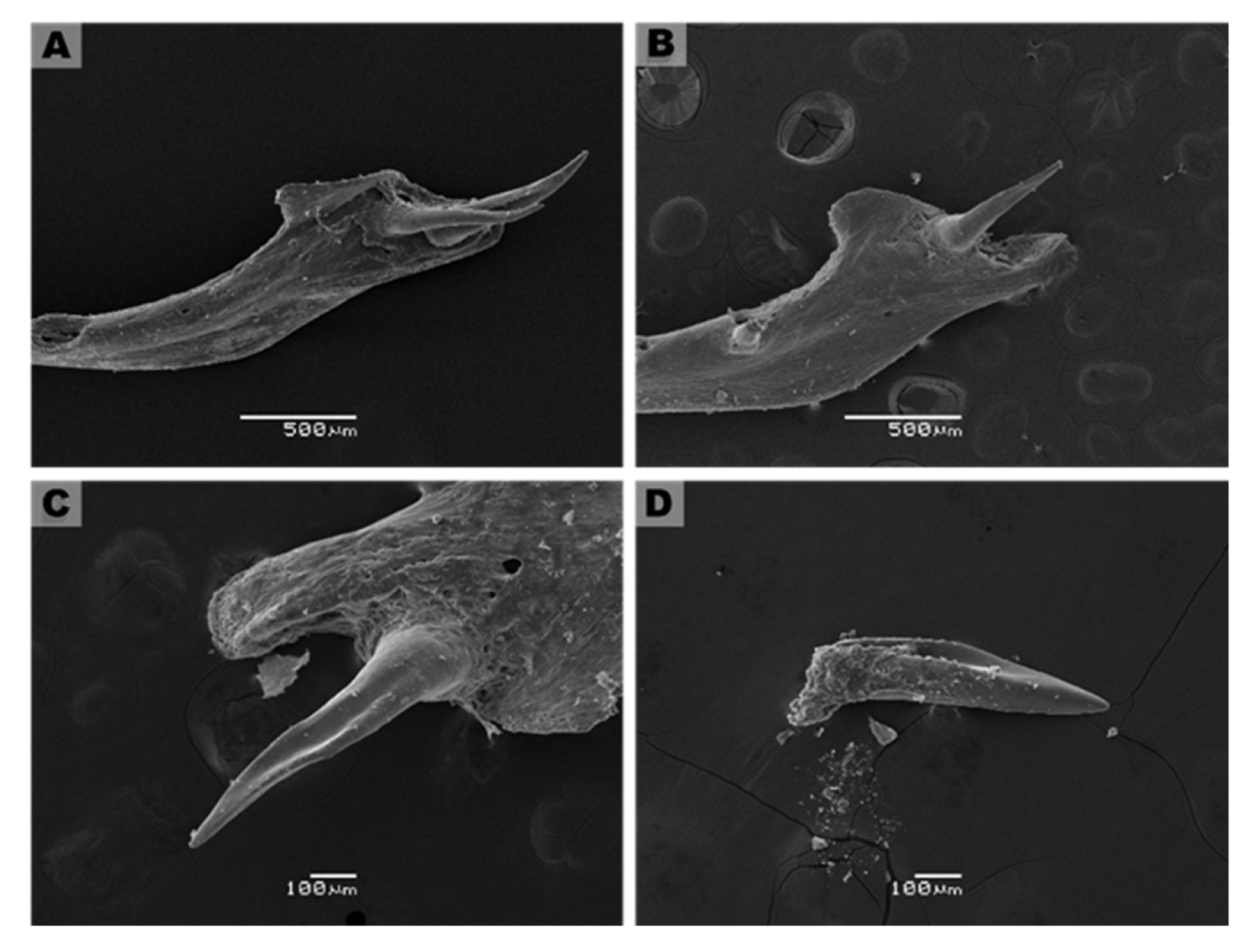 Biology 11 01788 g008