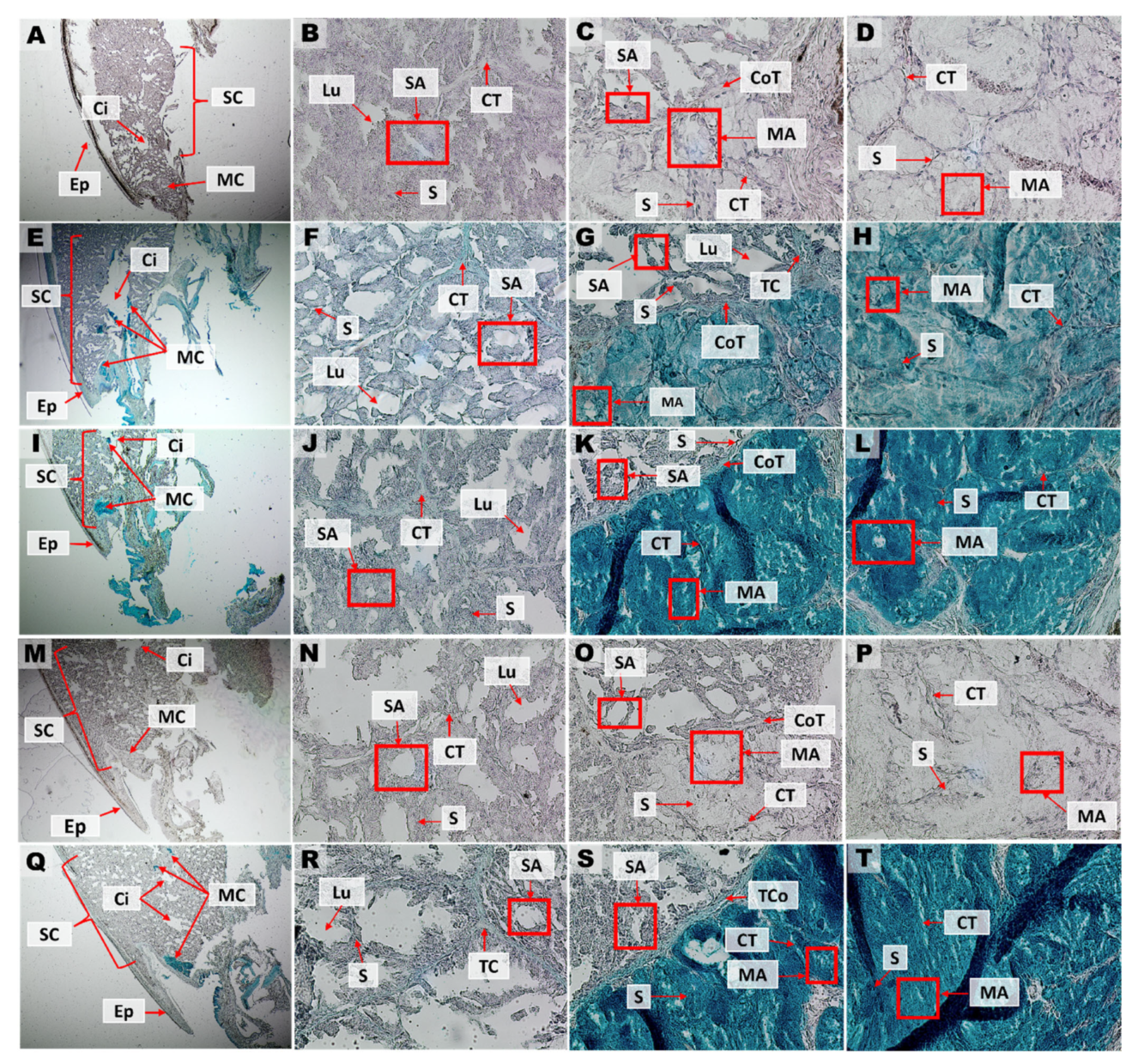 Biology 11 01788 g010