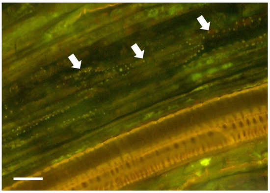 Biology 11 01790 g0a4
