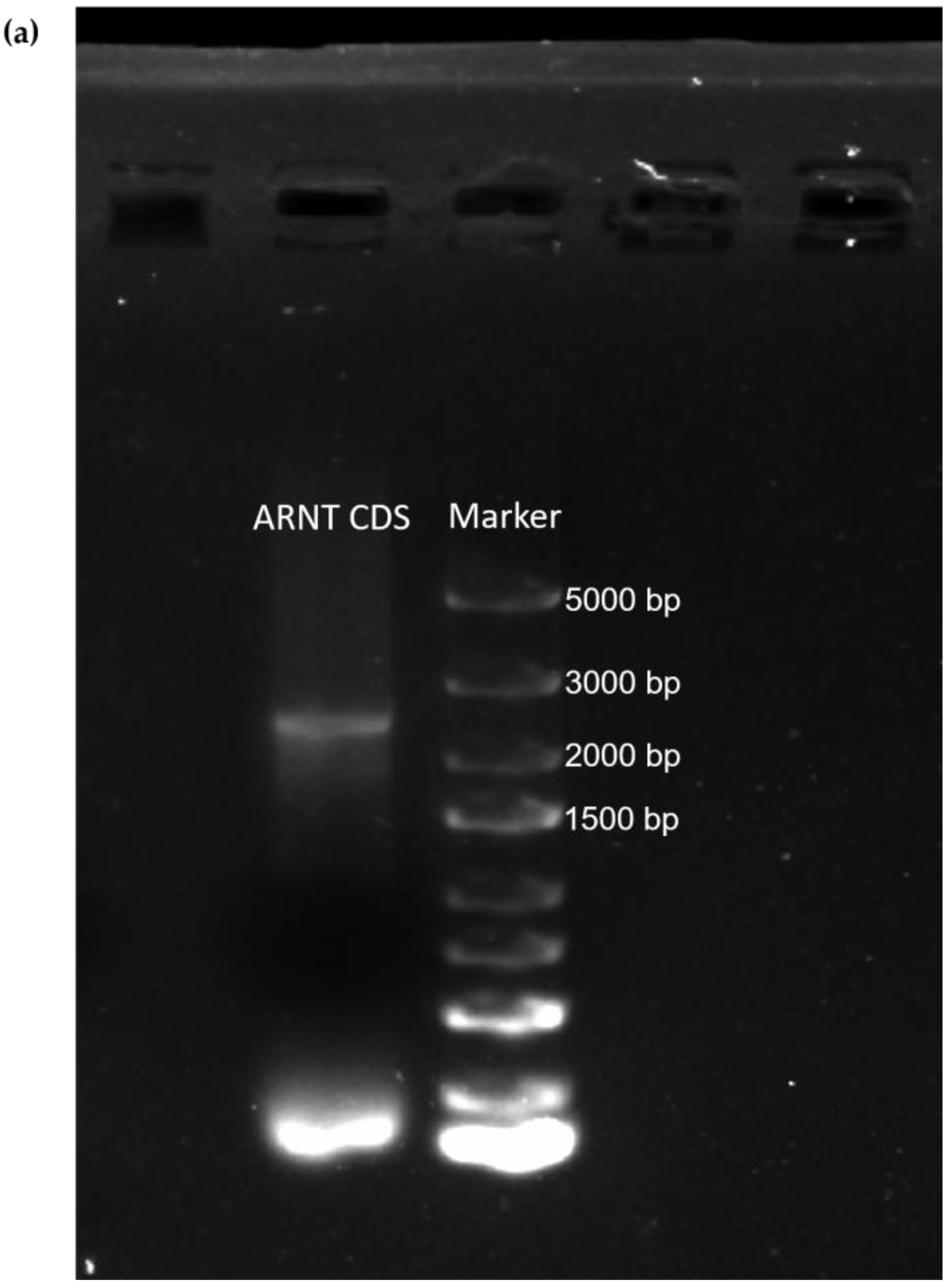 Biology 11 01795 g003a