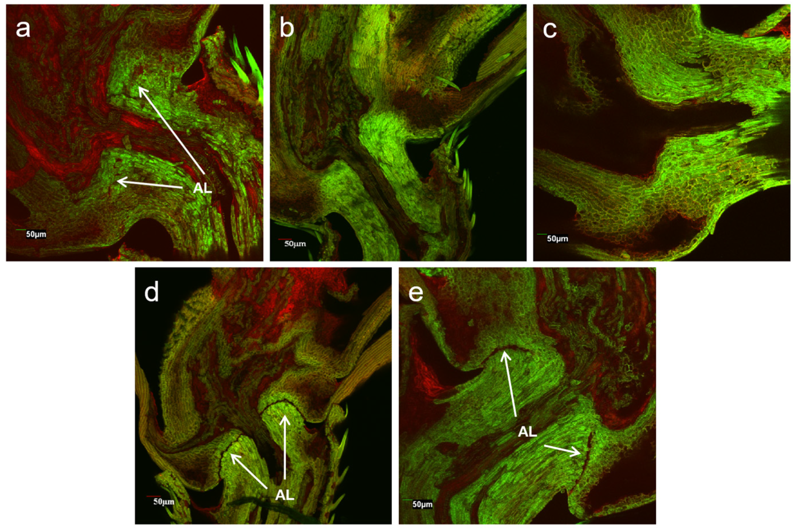 Biology 11 01823 g005 Biology 11 01823 g005