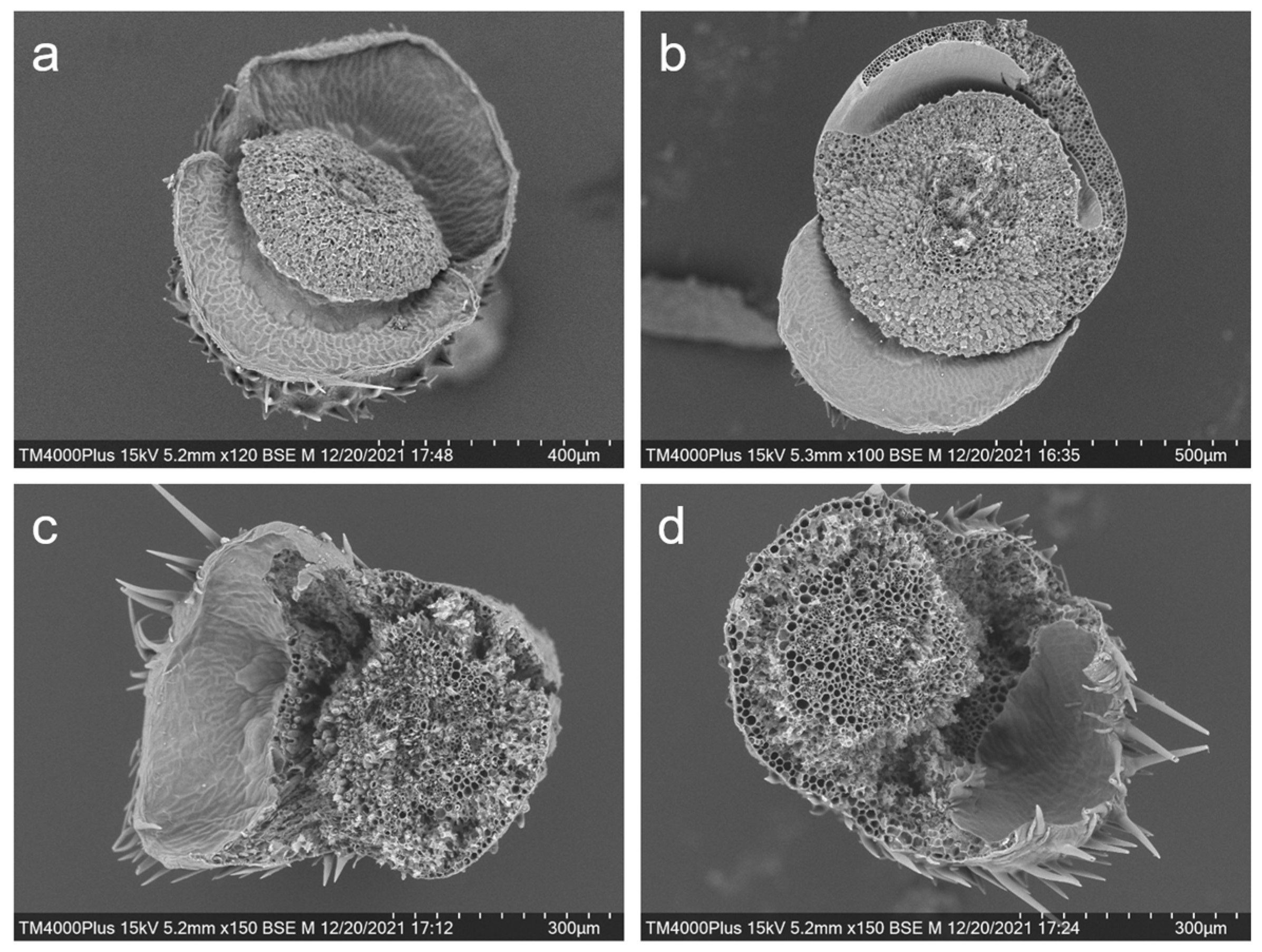 Biology 11 01823 g006 Biology 11 01823 g006