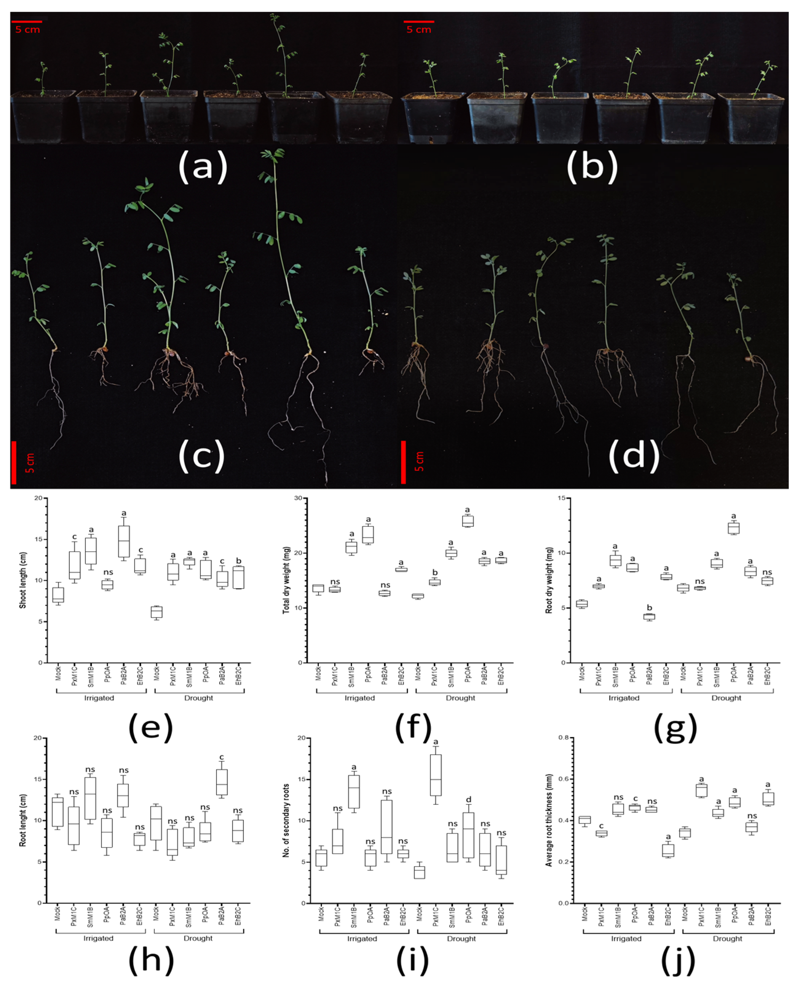Biology 11 01838 g008