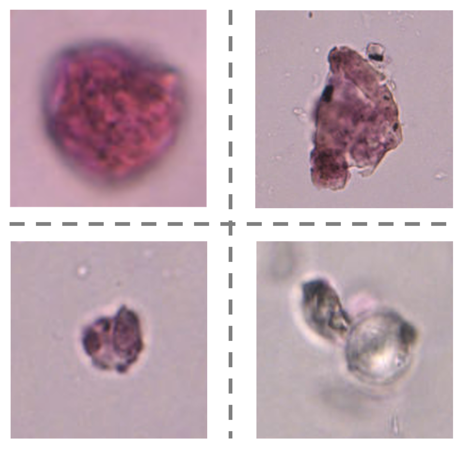Biology 11 01841 g011 Biology 11 01841 g011
