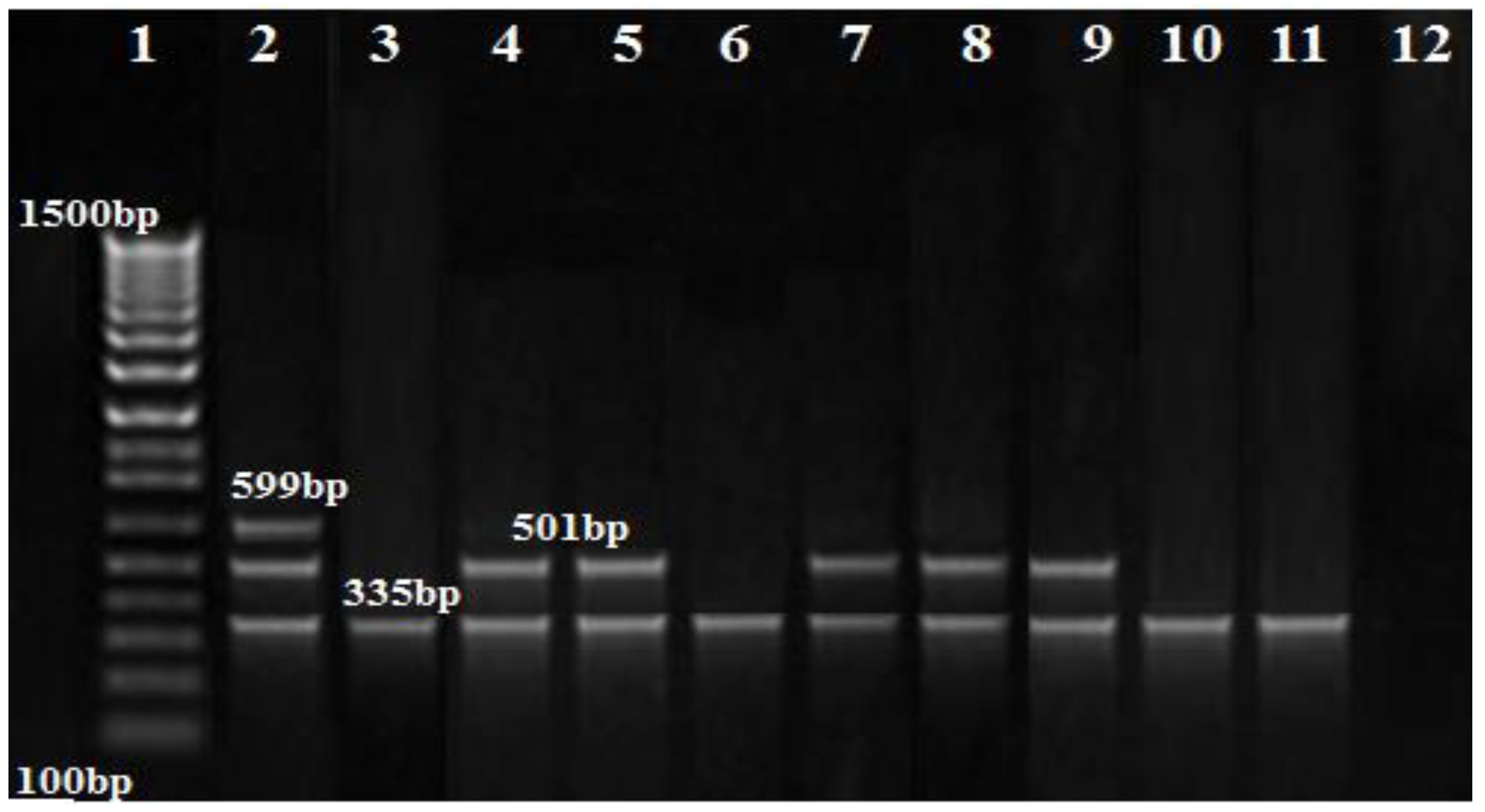 Biology 11 01845 g003