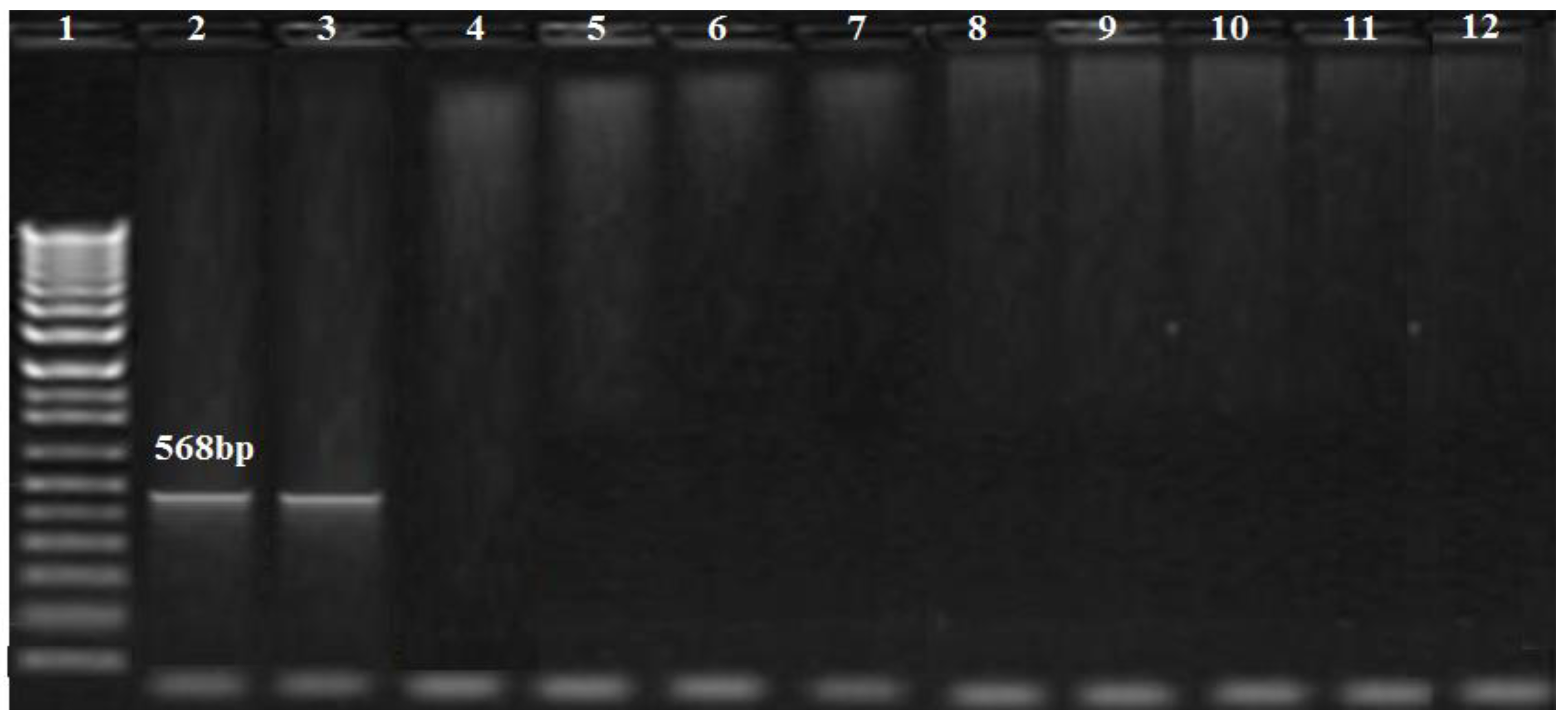 Biology 11 01845 g004