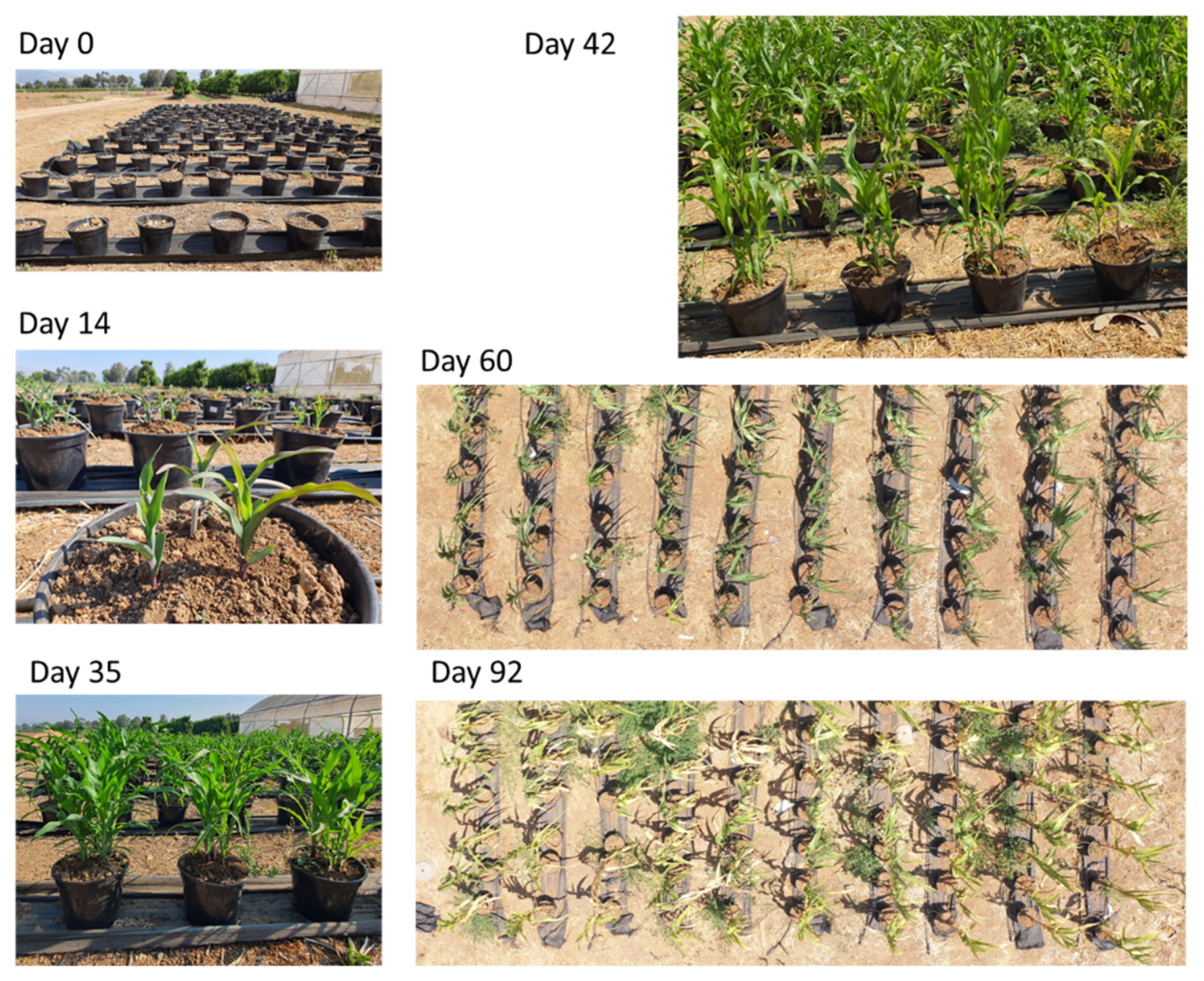 Biology 11 01854 g007