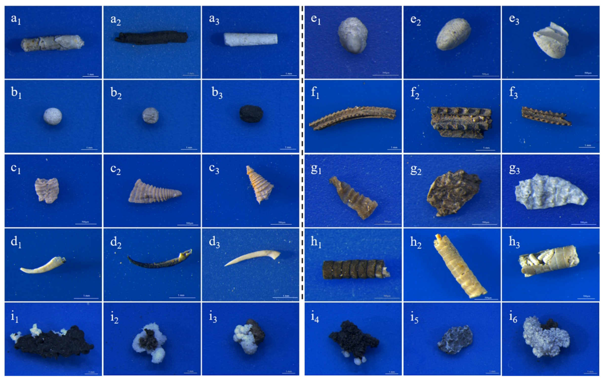 Biology 12 00016 g001