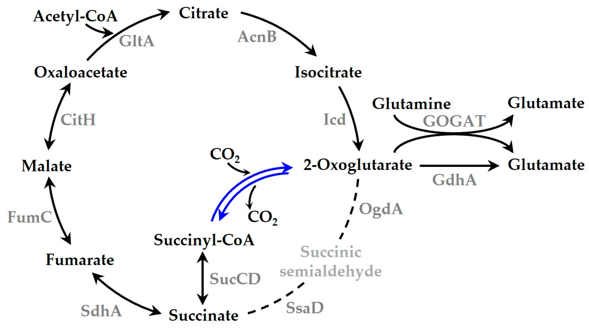 Biology 12 00059 g004 Biology 12 00059 g004