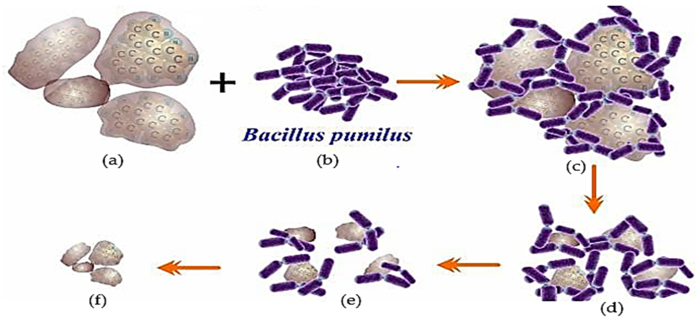 Biology 12 00086 g004