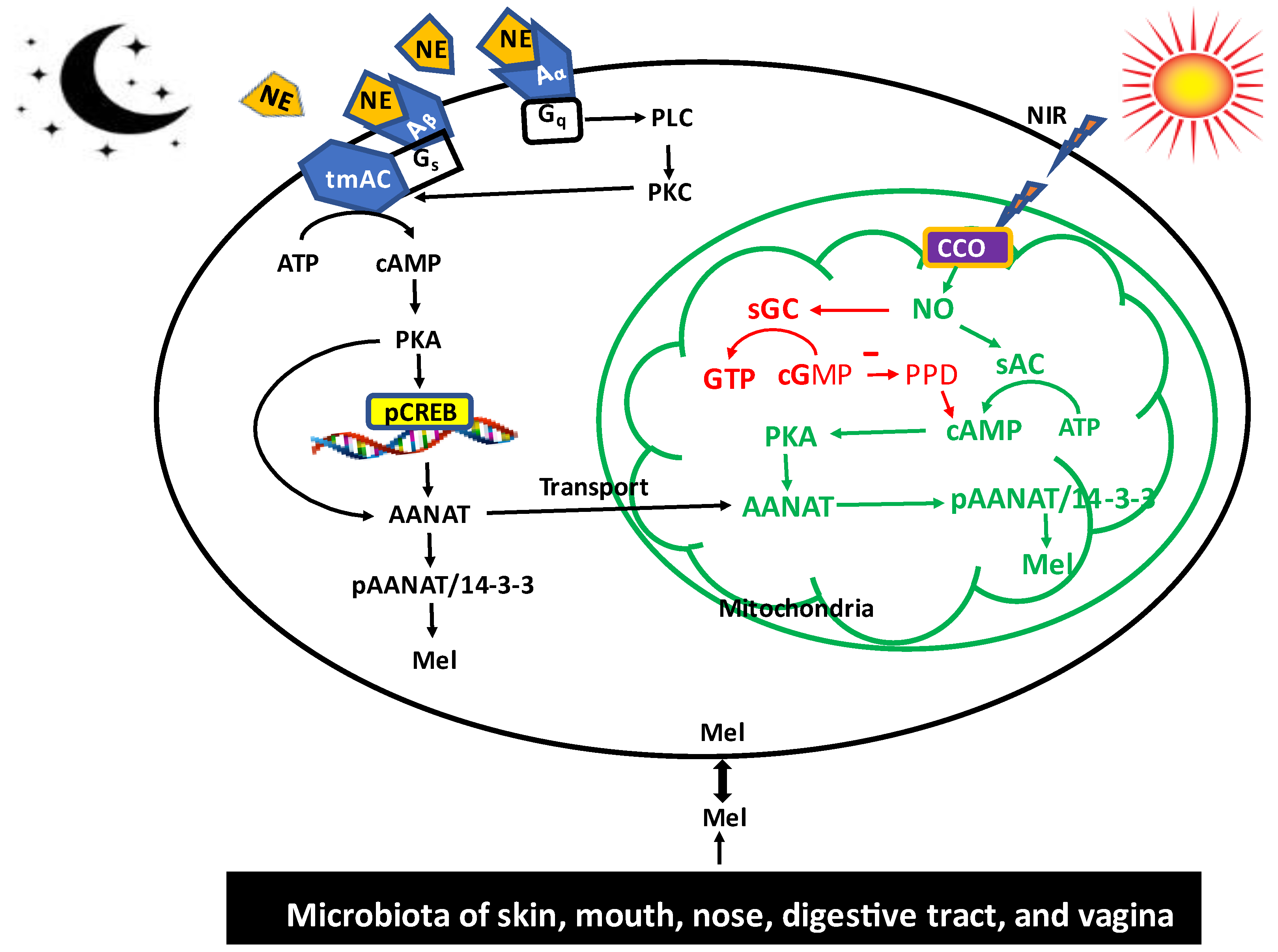Biology 12 00089 g002