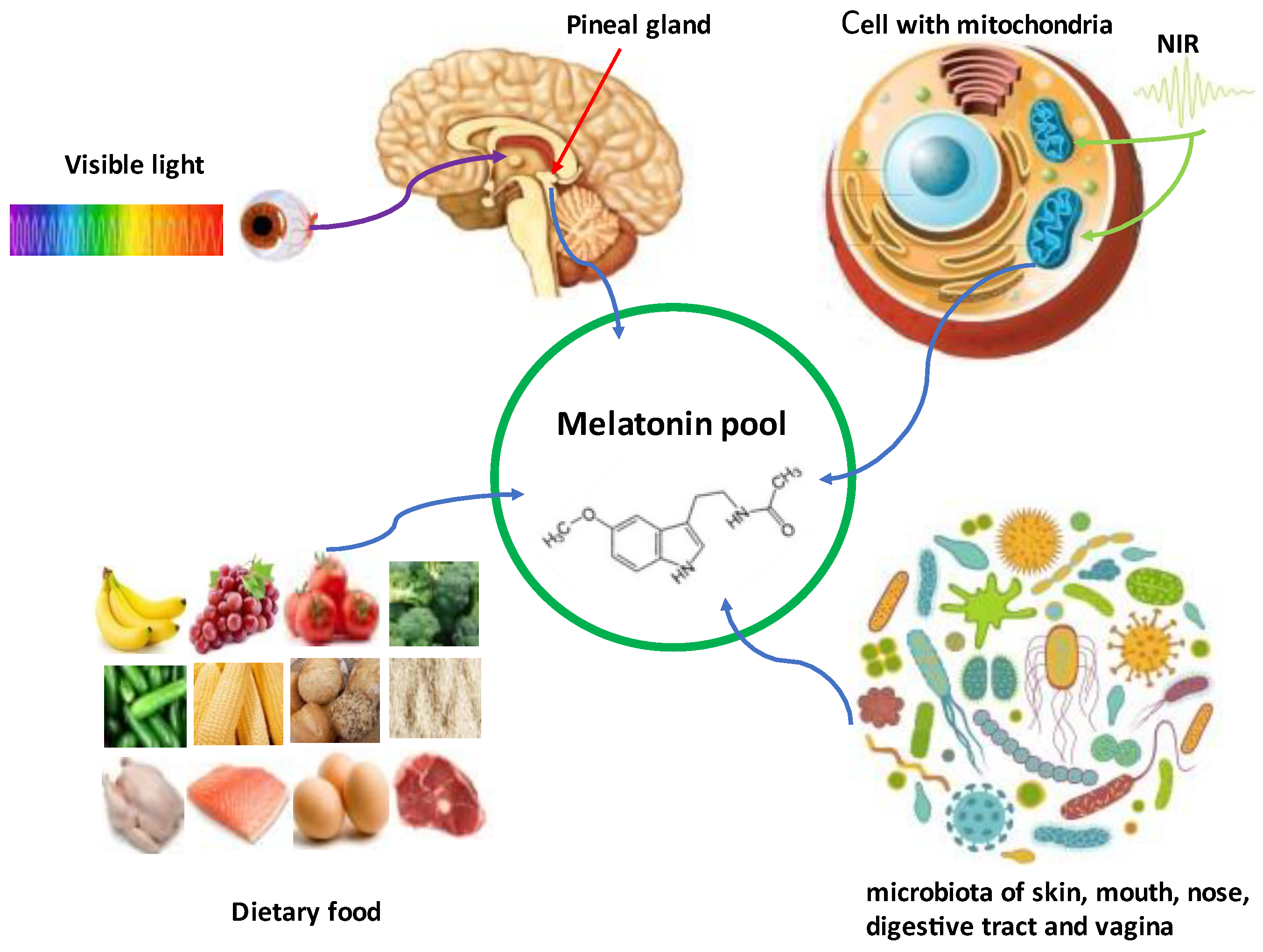 Biology 12 00089 g004