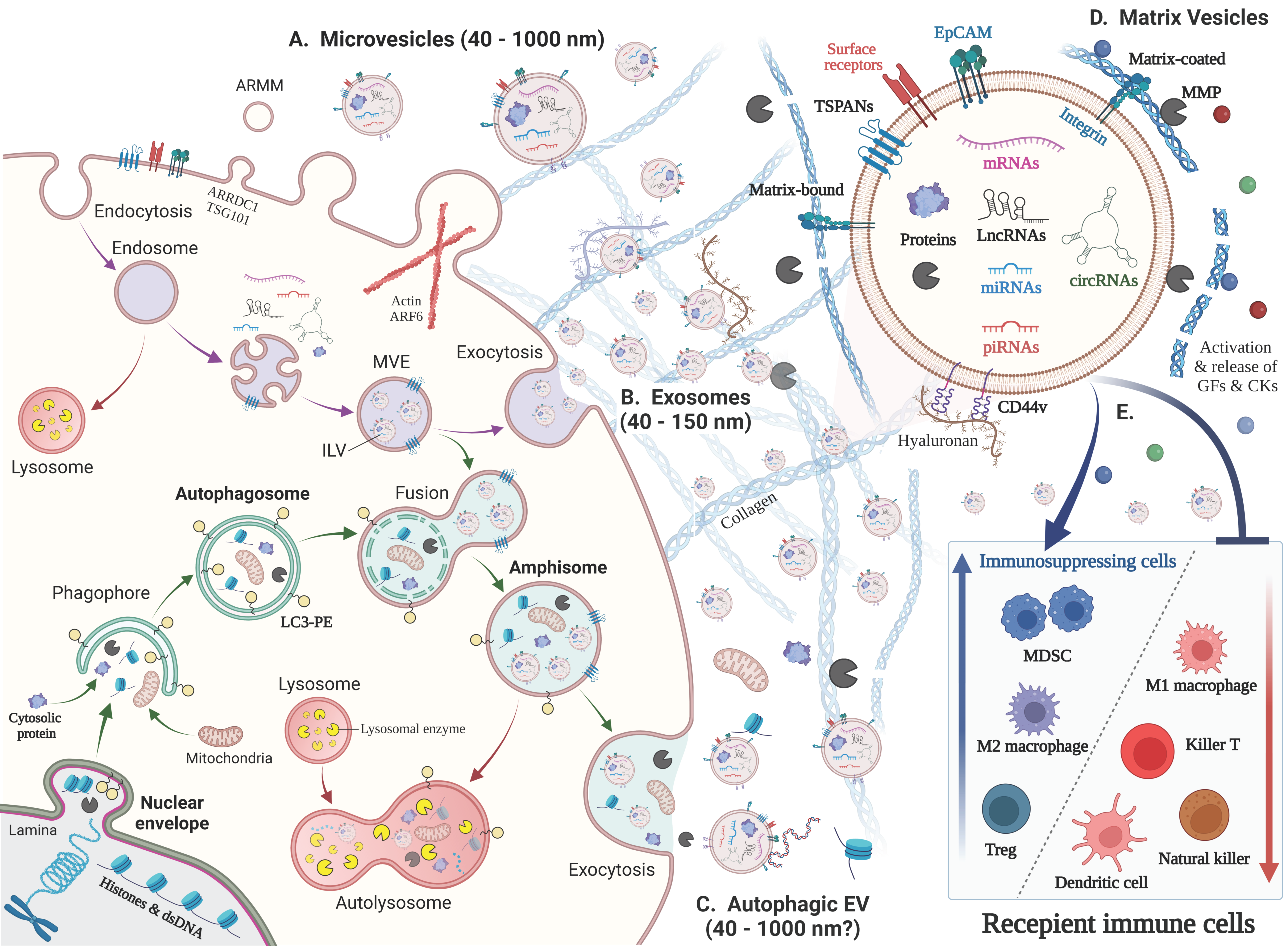 Biology 12 00110 g001