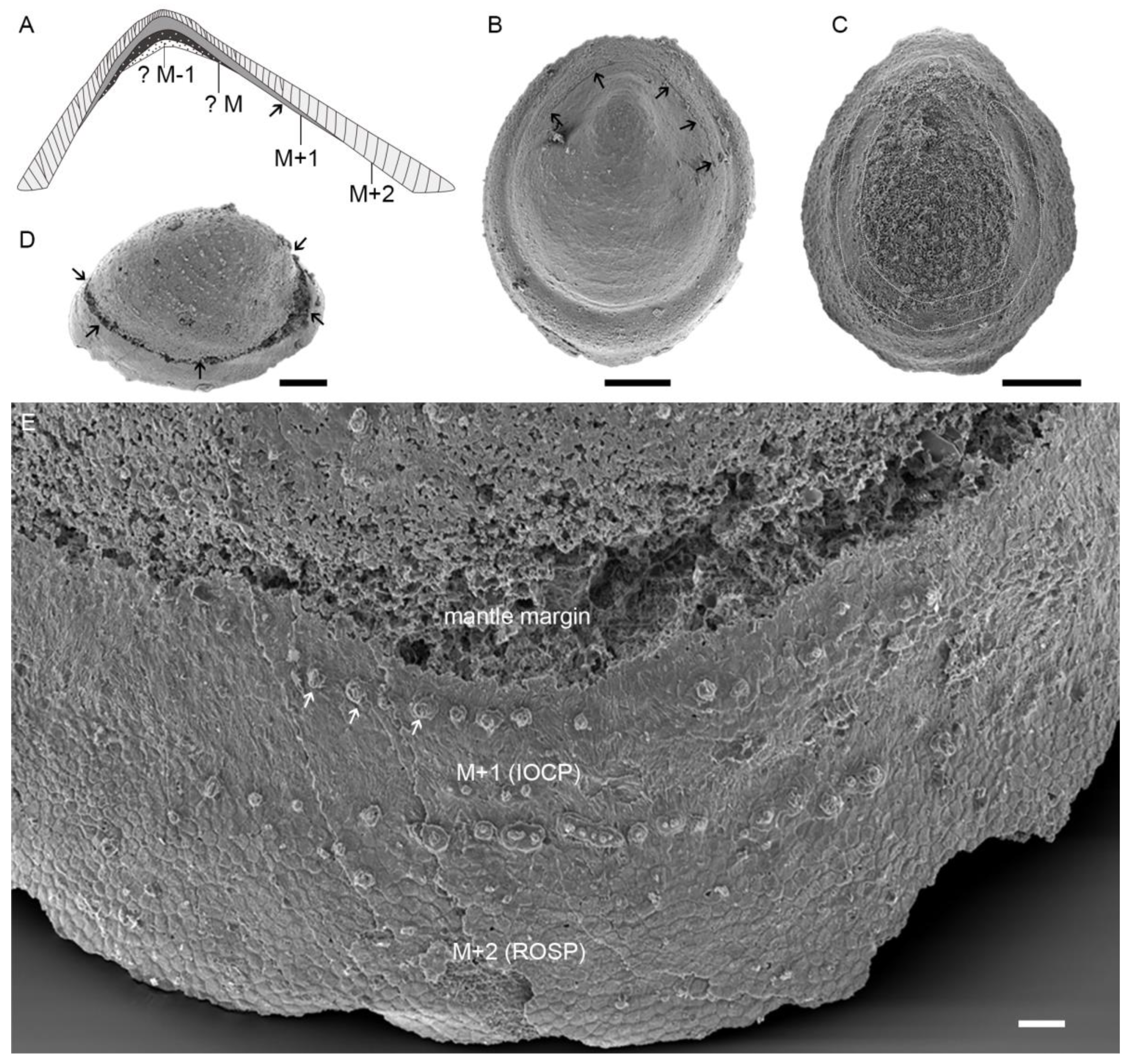 Biology 12 00113 g007